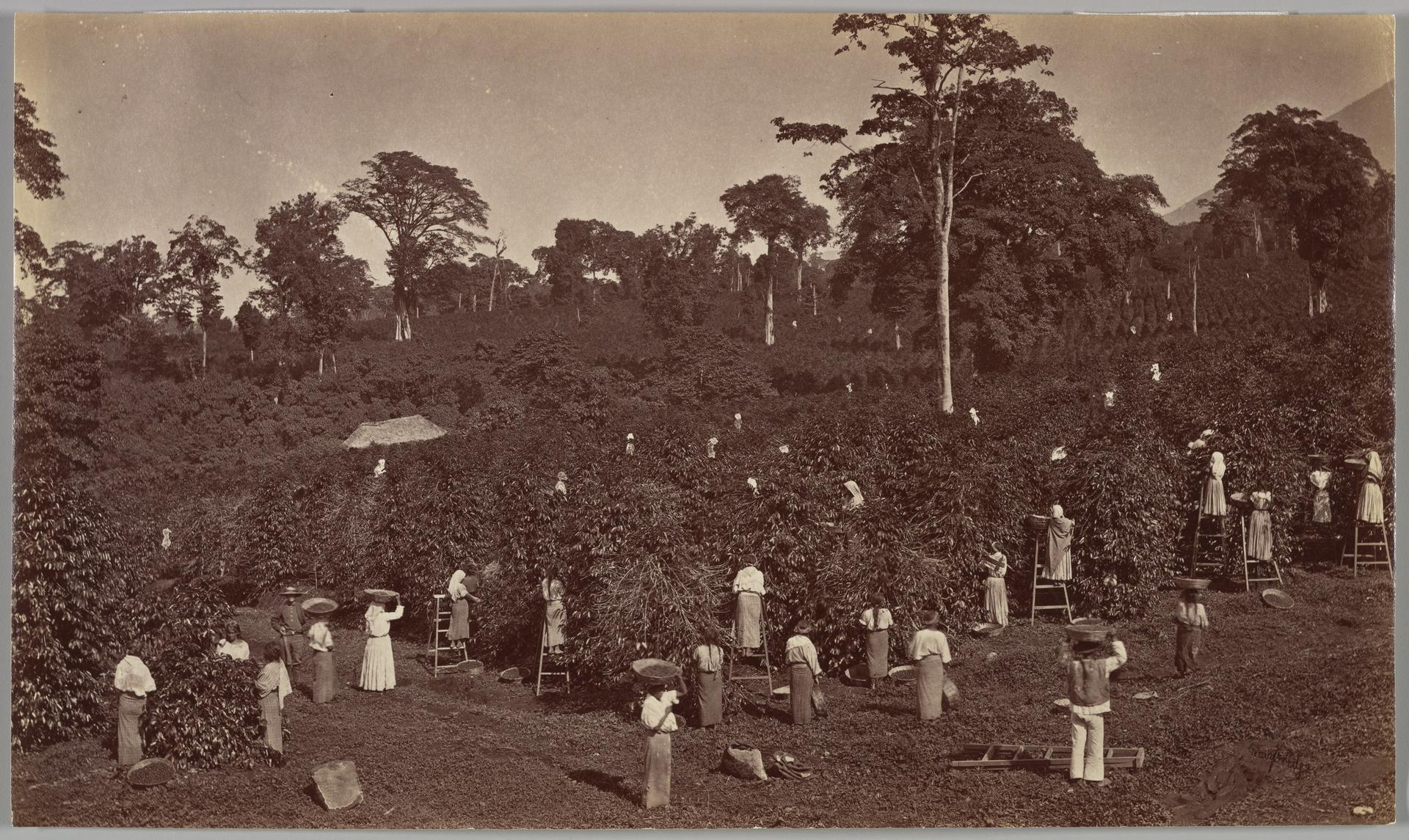 Photo éditoriale cacao/café — Wikimedia Commons