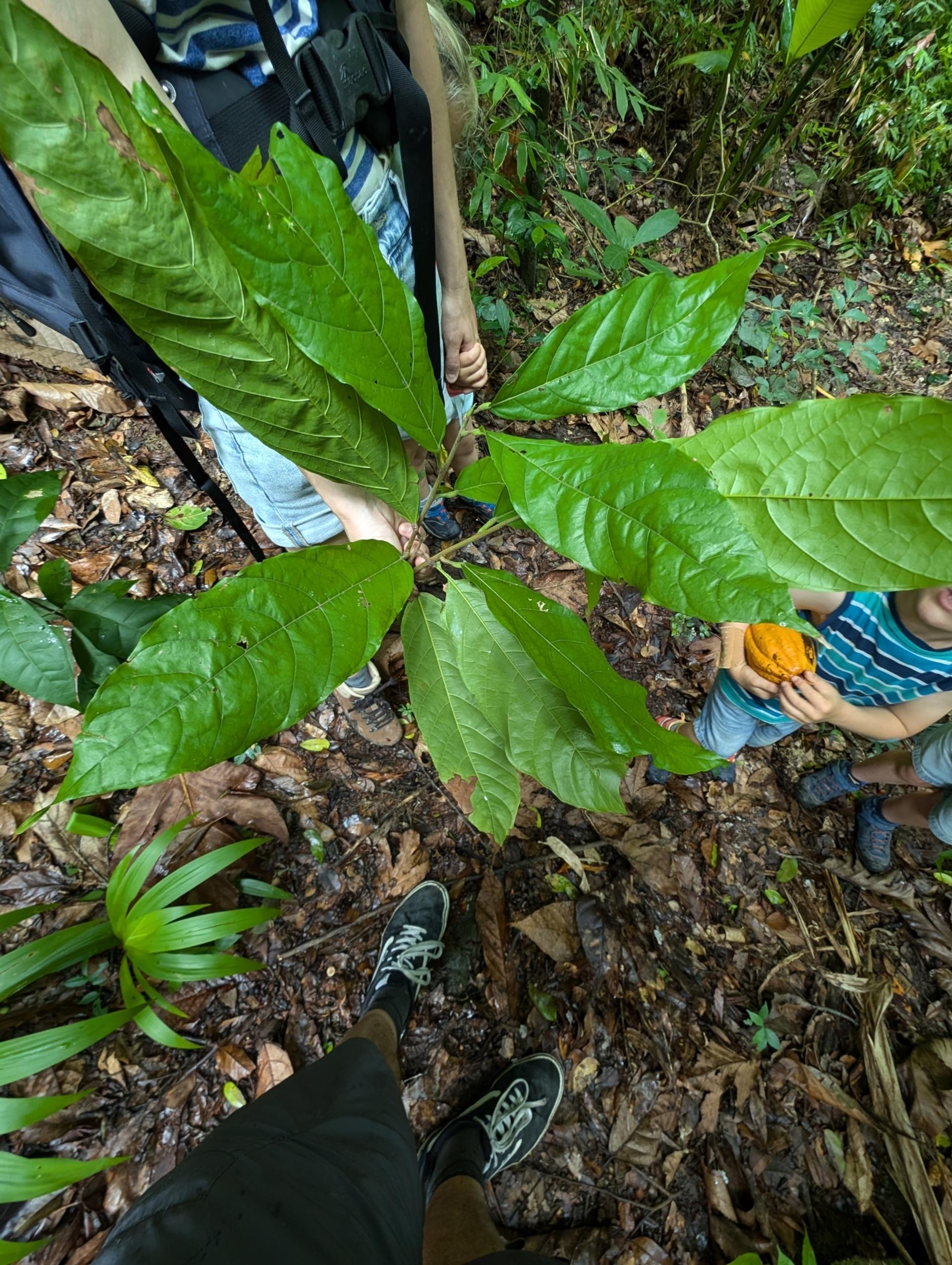 Photo éditoriale cacao/café — Wikimedia Commons