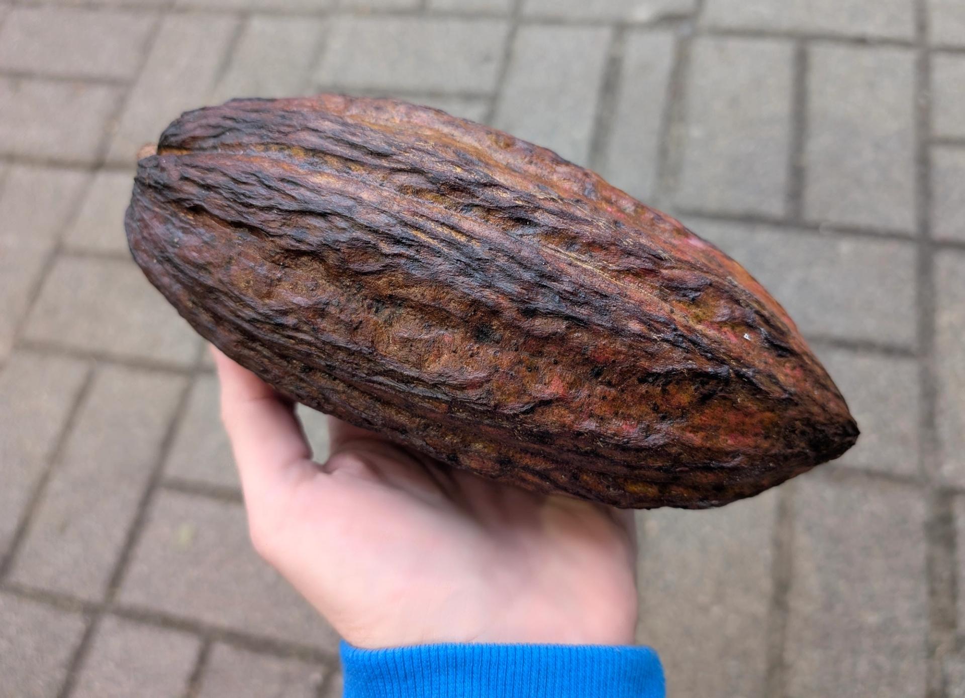 Photo éditoriale cacao/café — Wikimedia Commons