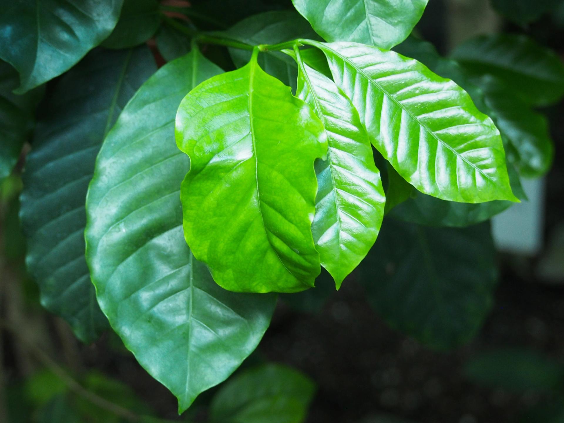 Photo éditoriale cacao/café — Wikimedia Commons