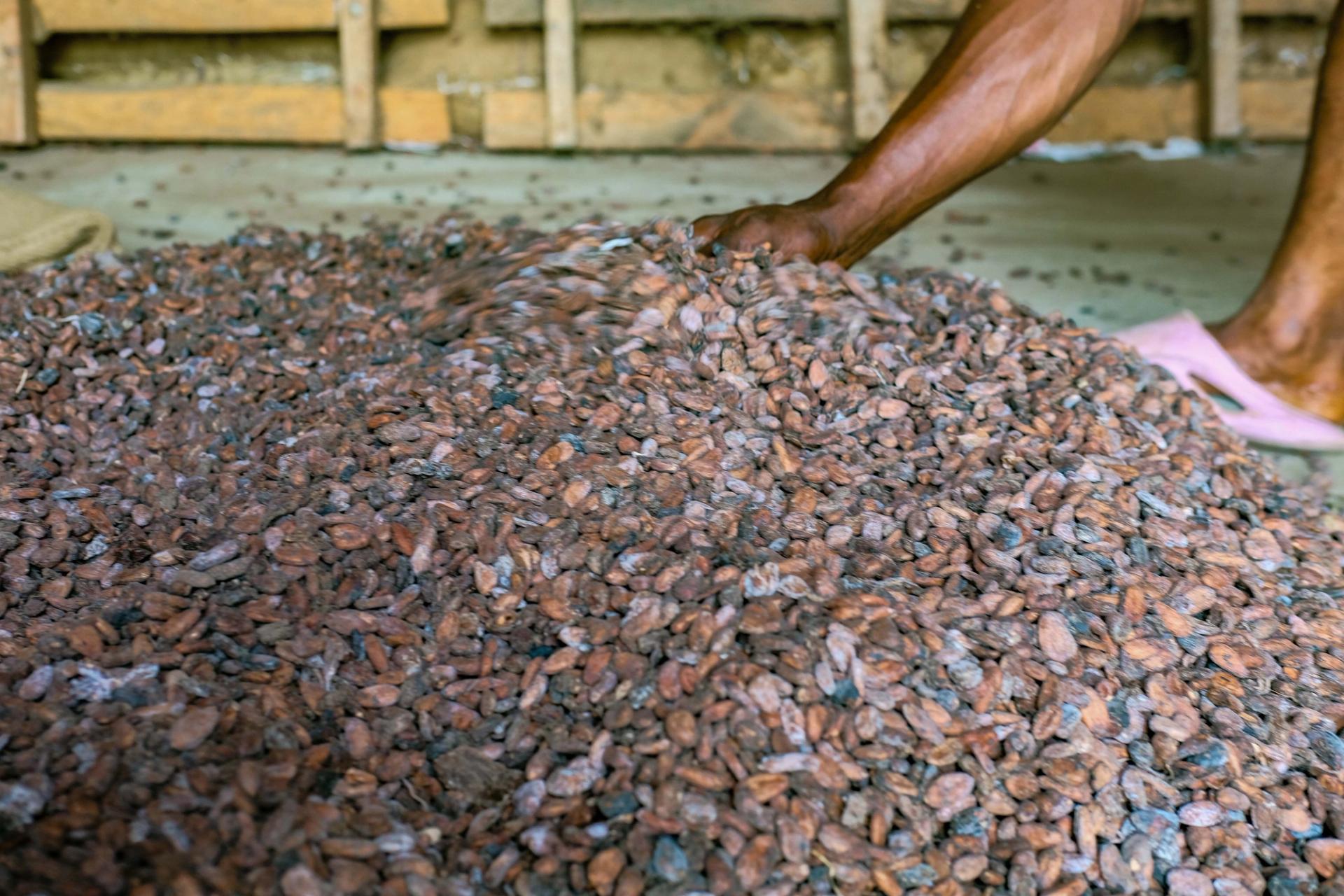 Illustration marché cacao — source upload.wikimedia.org