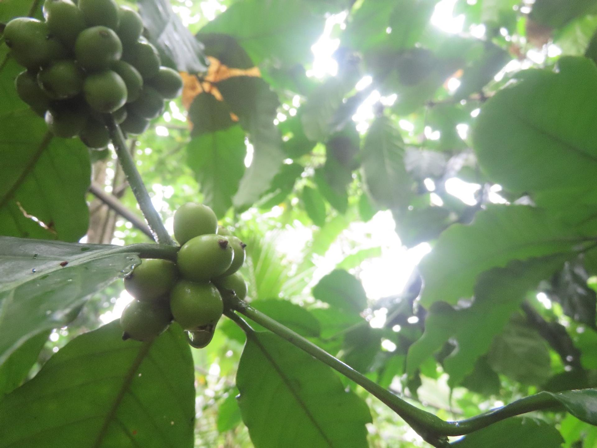 Photo éditoriale cacao/café — Wikimedia Commons