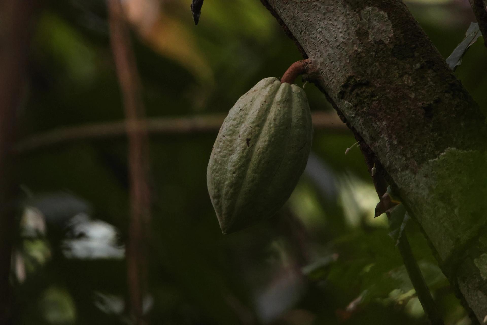 Photo éditoriale cacao/café — Wikimedia Commons