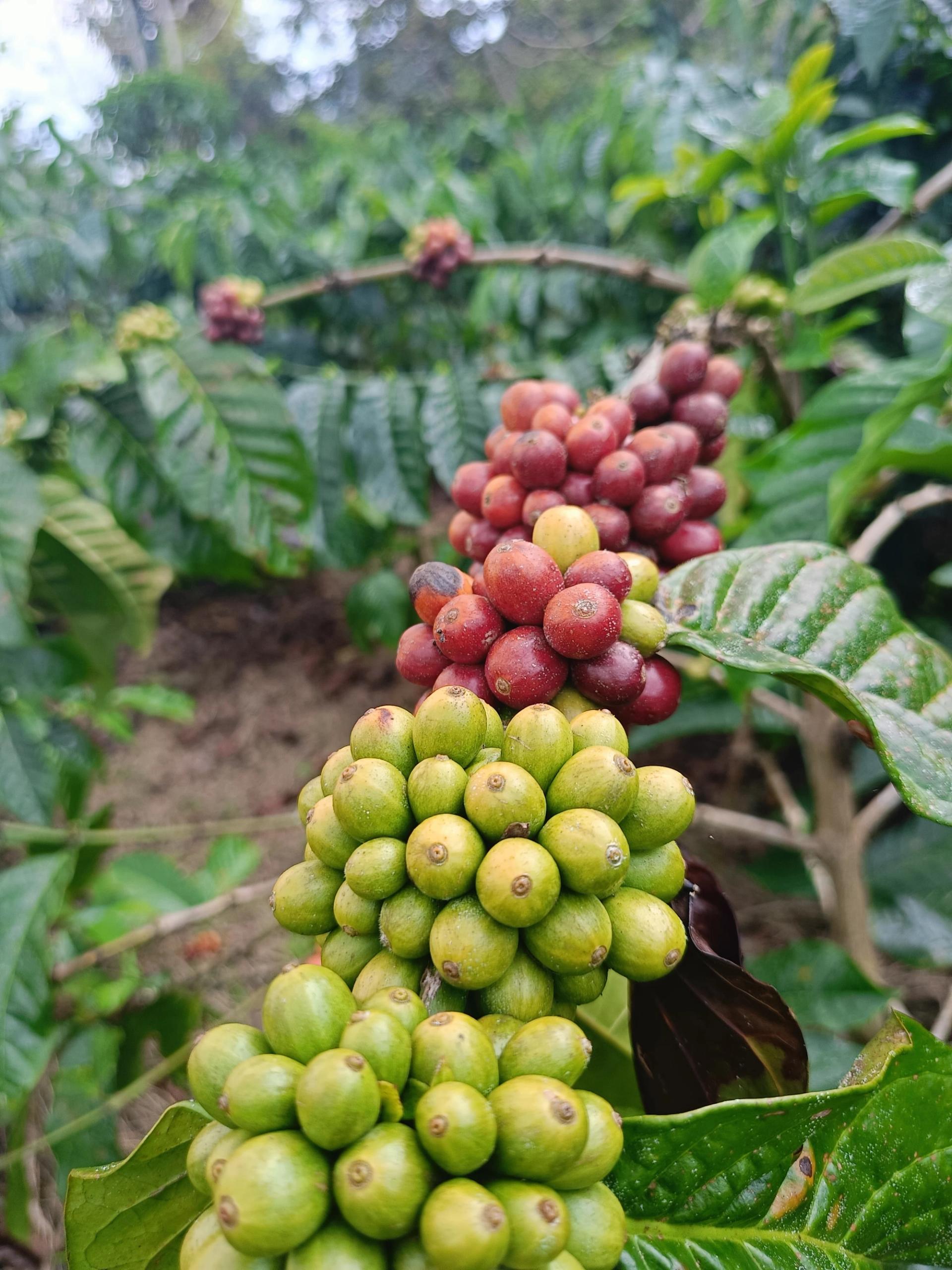 Photo éditoriale cacao/café — Wikimedia Commons
