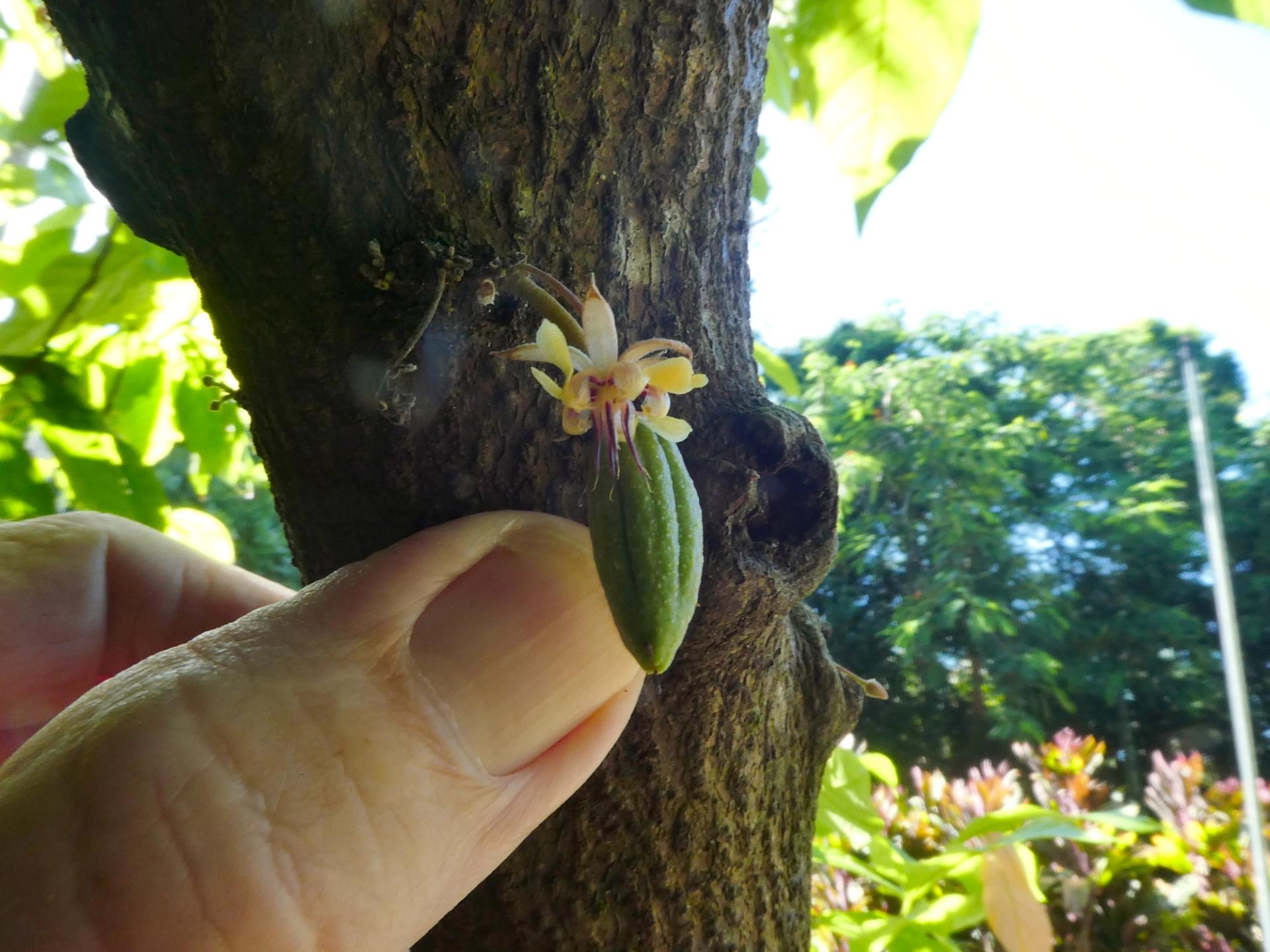Photo éditoriale cacao/café — Wikimedia Commons