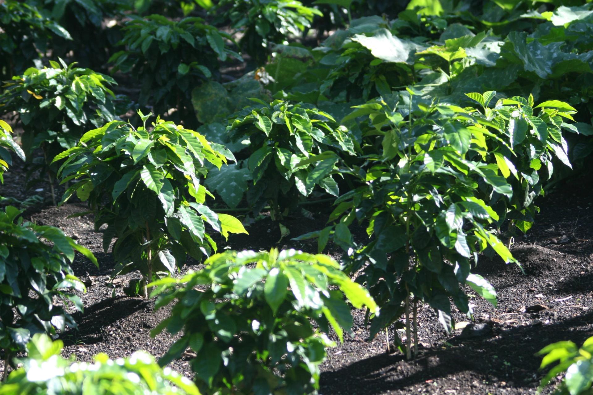 Photo éditoriale cacao/café — Wikimedia Commons