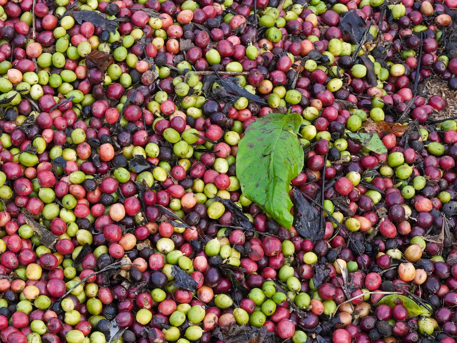 Photo éditoriale cacao/café — Wikimedia Commons
