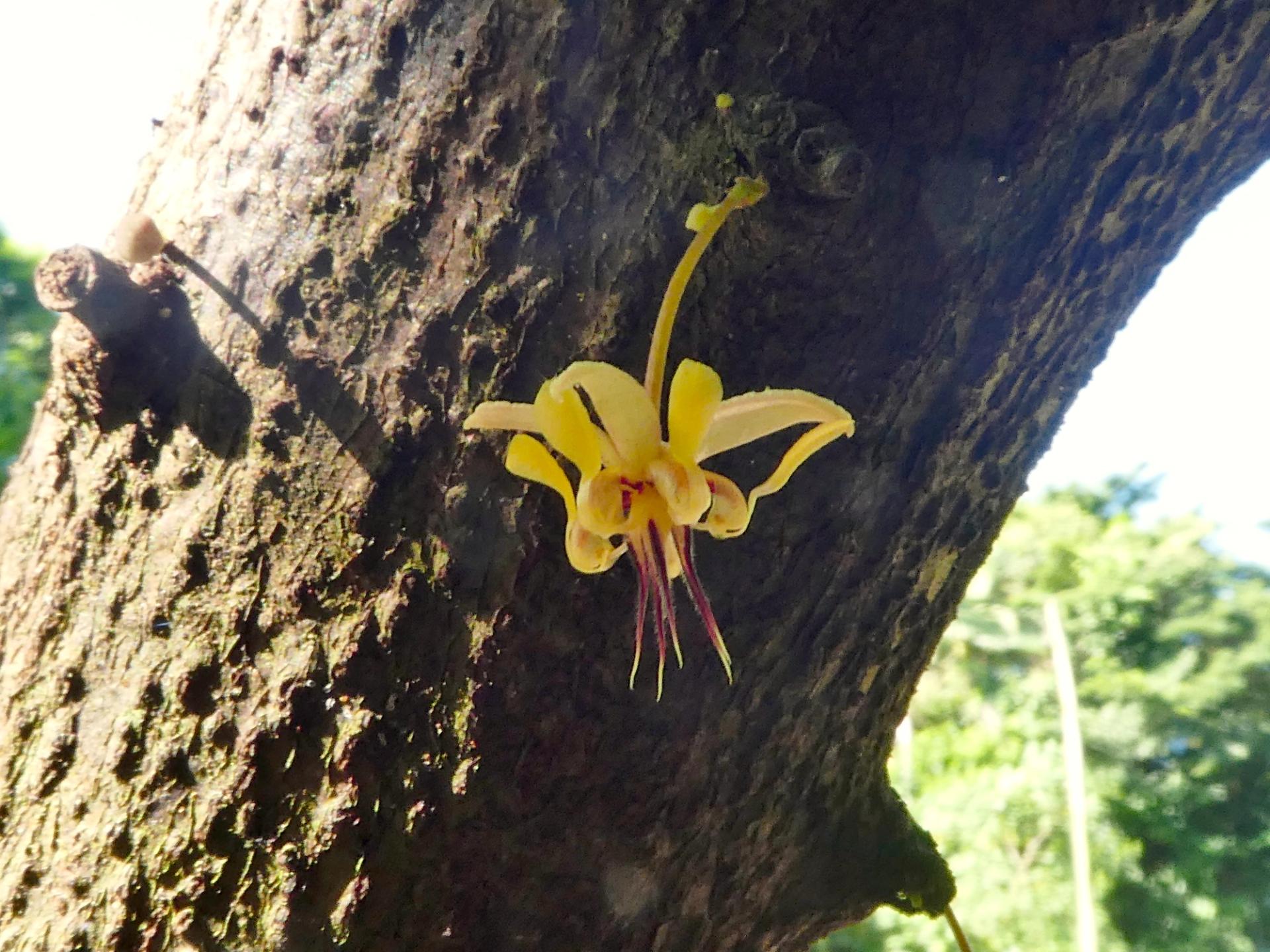 Photo éditoriale cacao/café — Wikimedia Commons