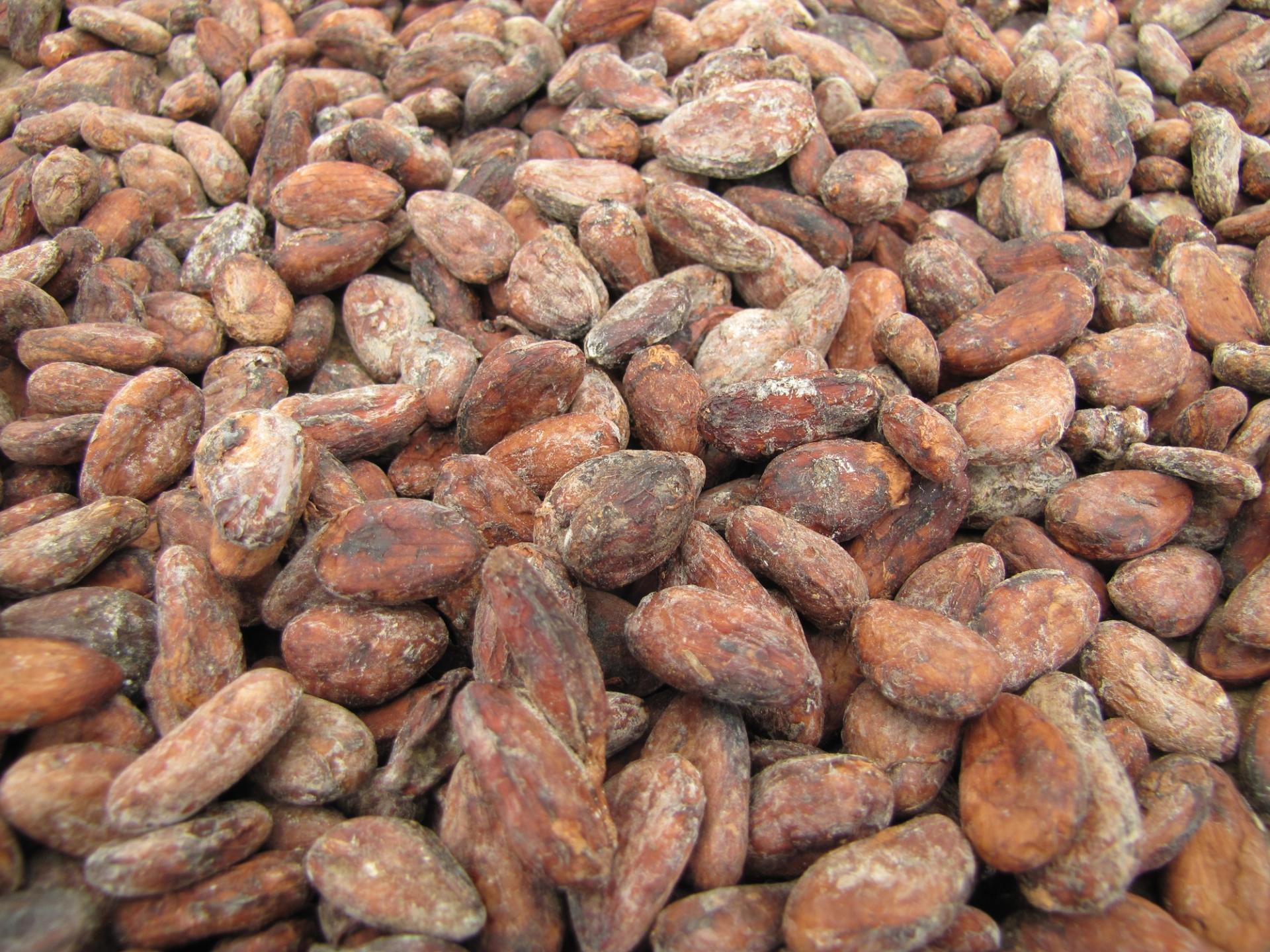 Photo éditoriale cacao/café — Wikimedia Commons