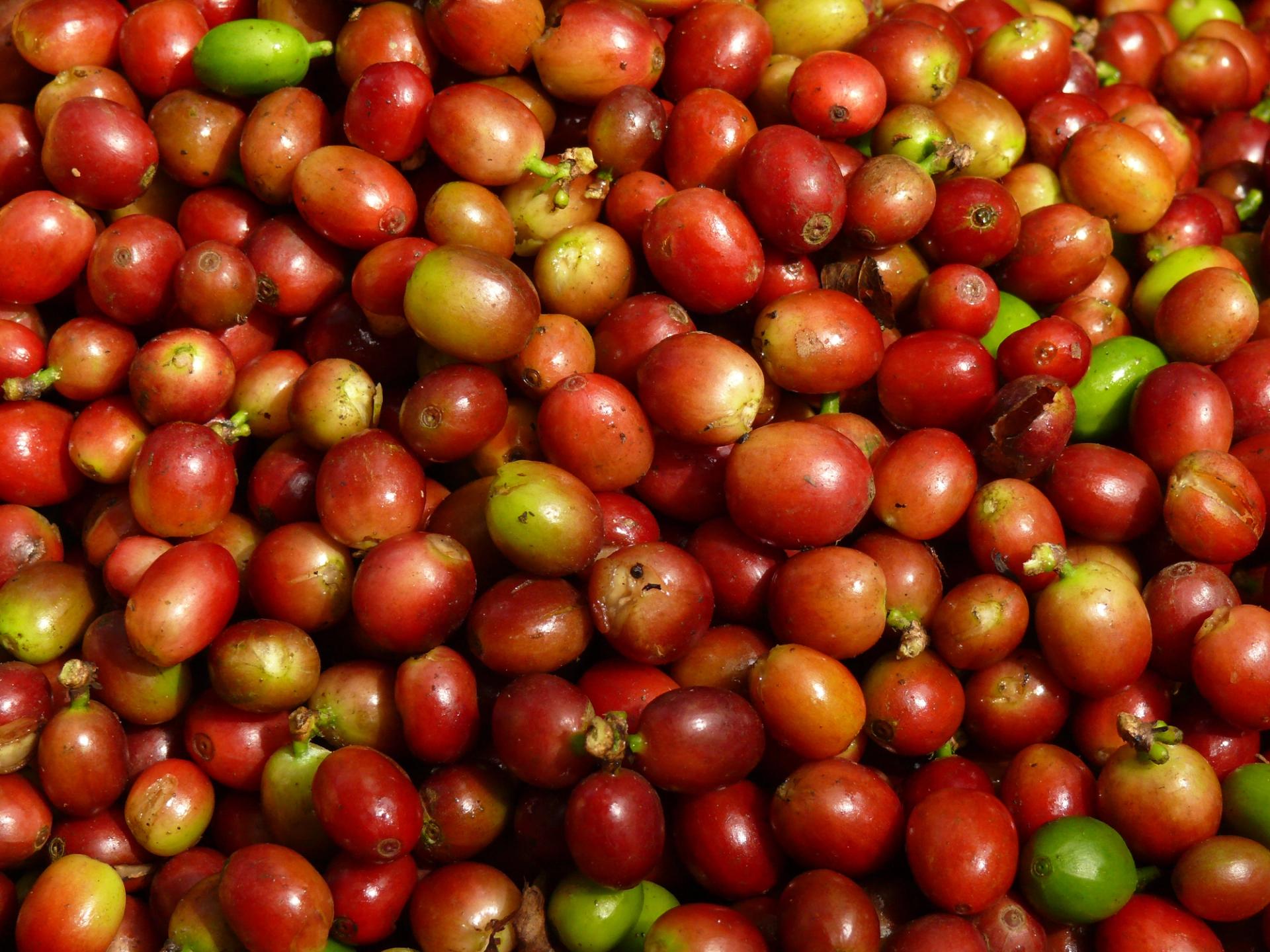 Photo éditoriale cacao/café — Wikimedia Commons