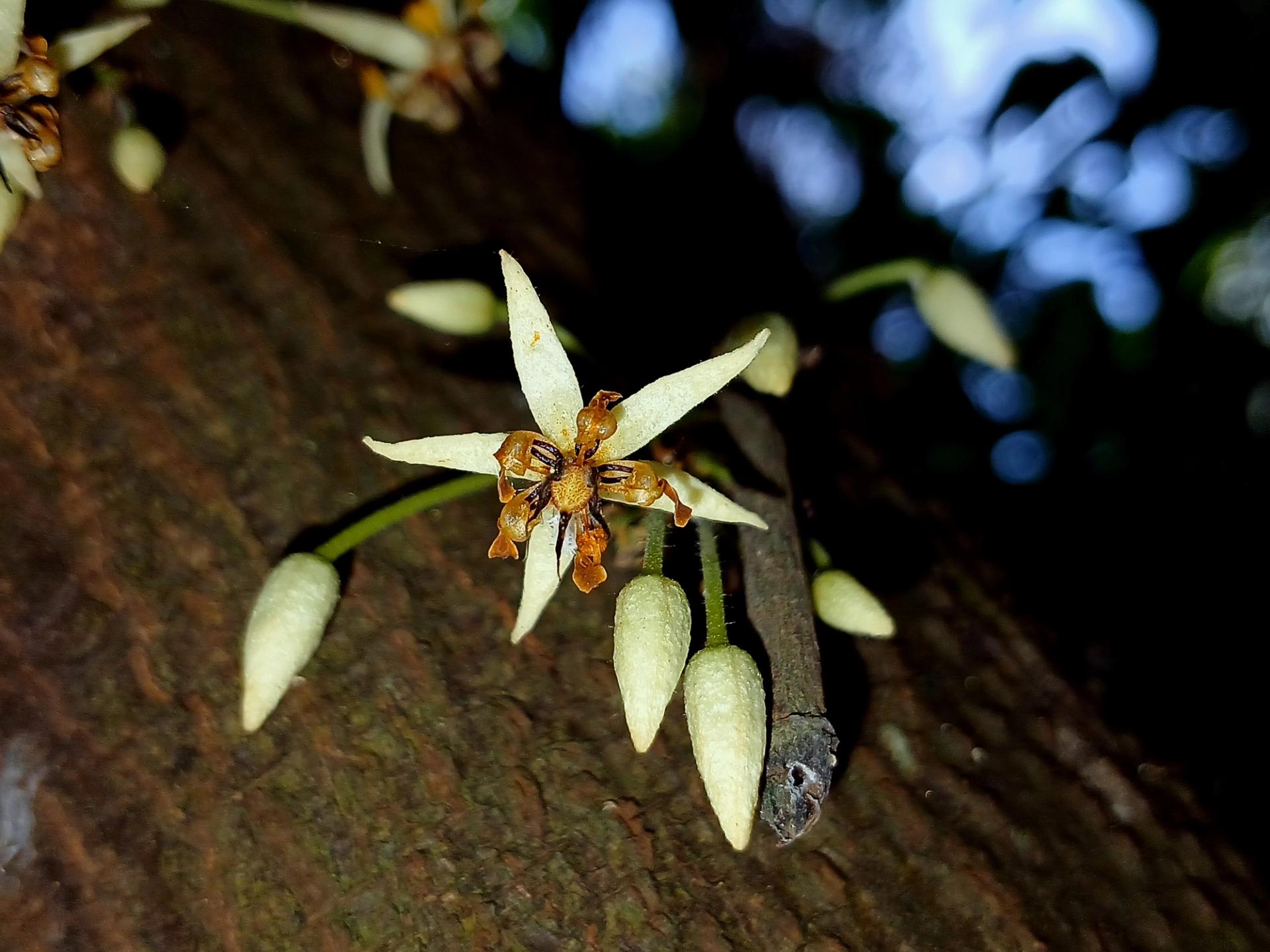 Photo éditoriale cacao/café — Wikimedia Commons
