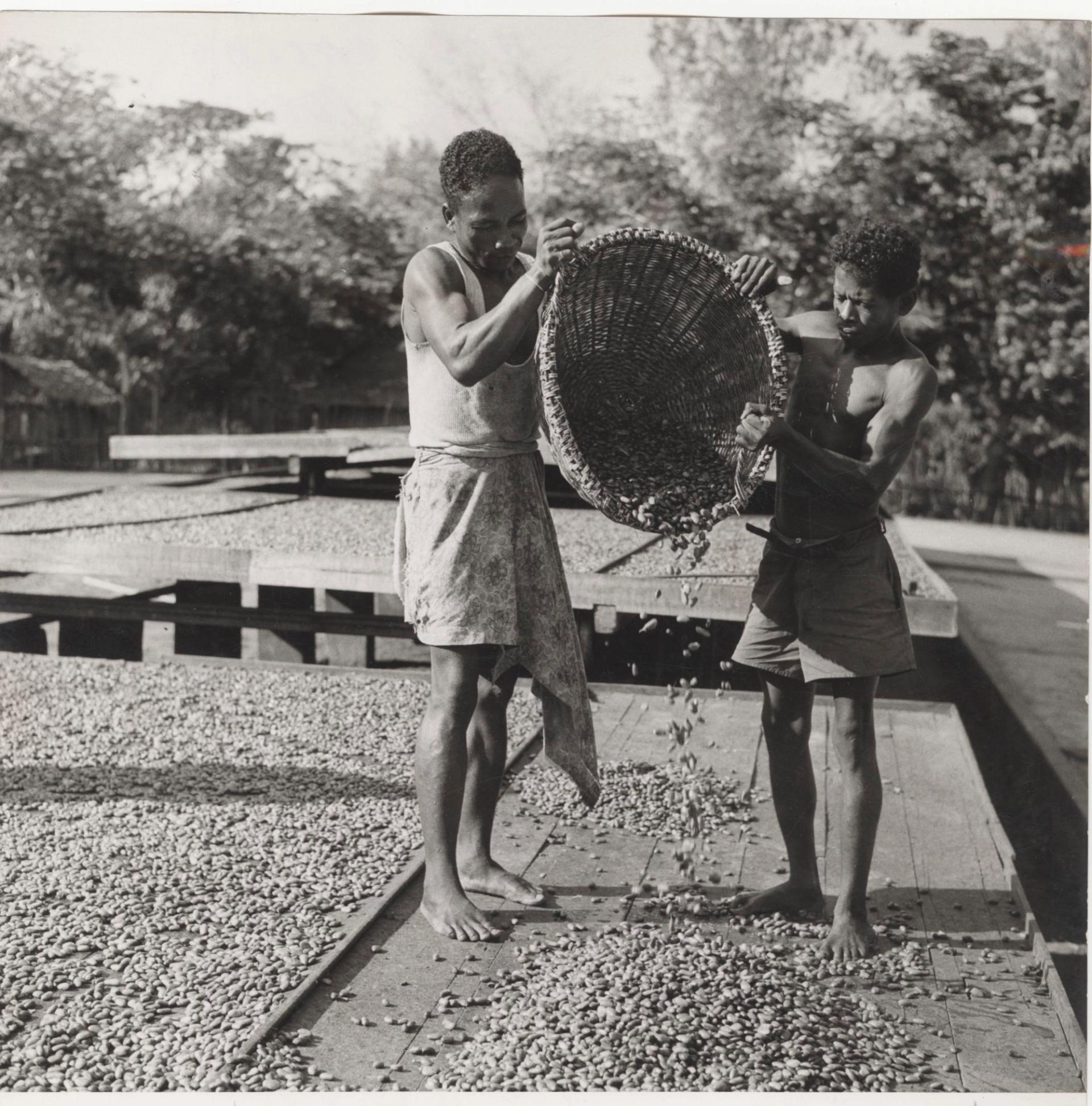 Photo éditoriale cacao/café — Wikimedia Commons