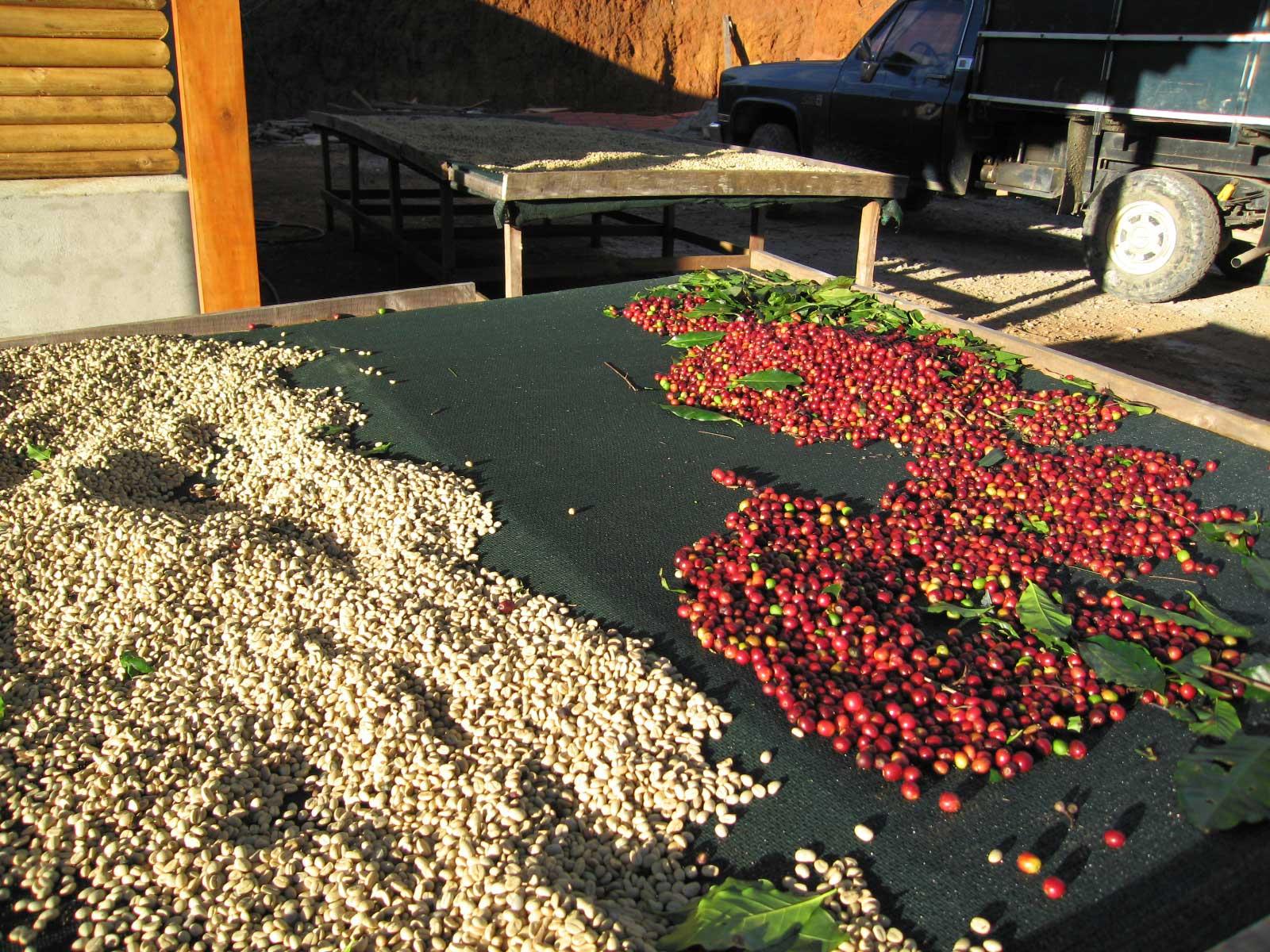 Photo éditoriale cacao/café — Wikimedia Commons