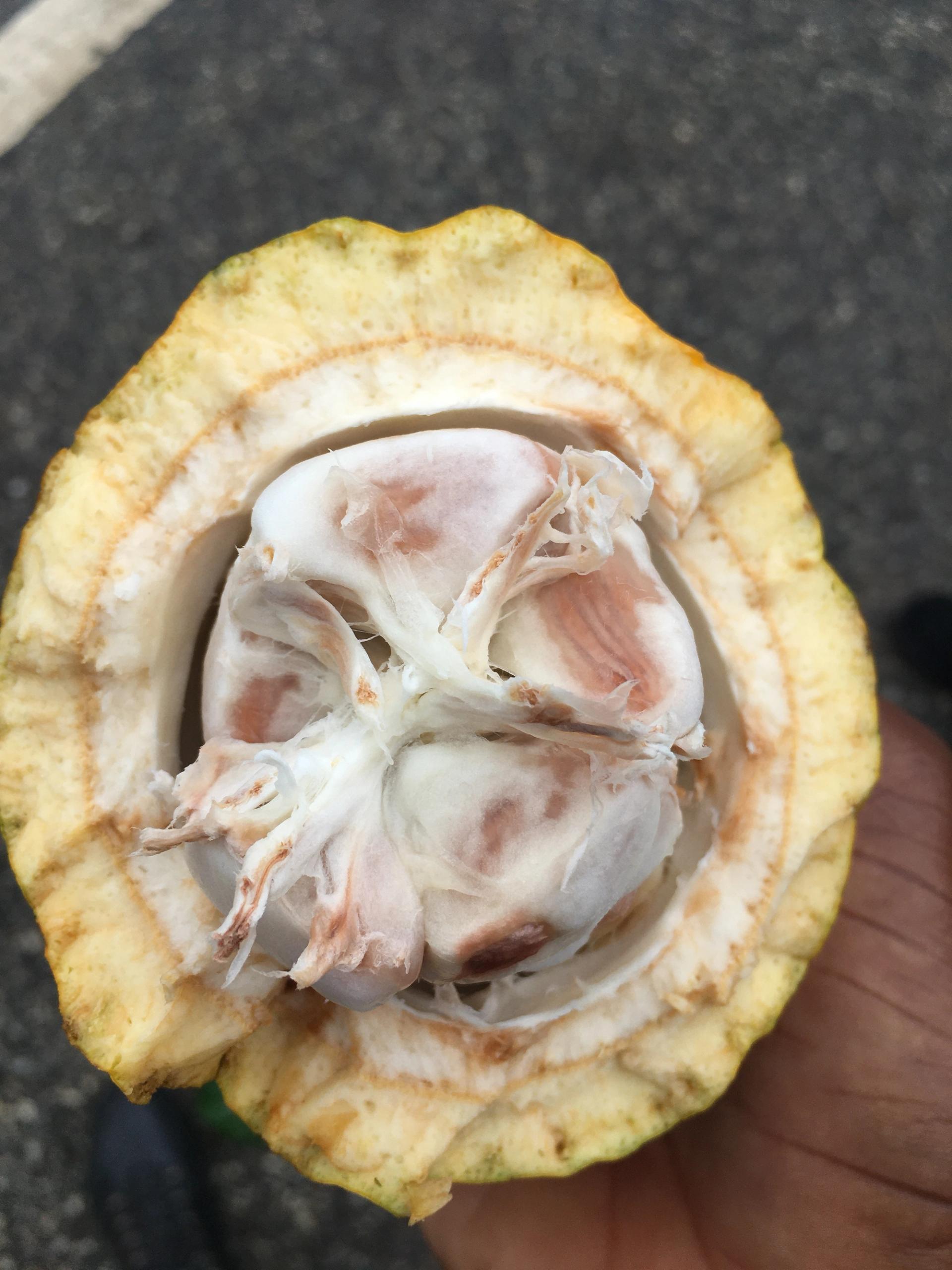 Photo éditoriale cacao/café — Wikimedia Commons