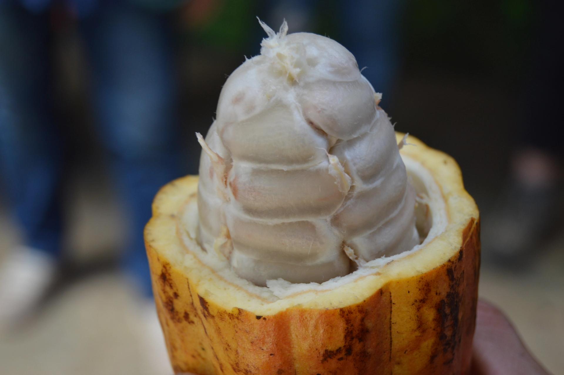 Photo éditoriale cacao/café — Wikimedia Commons