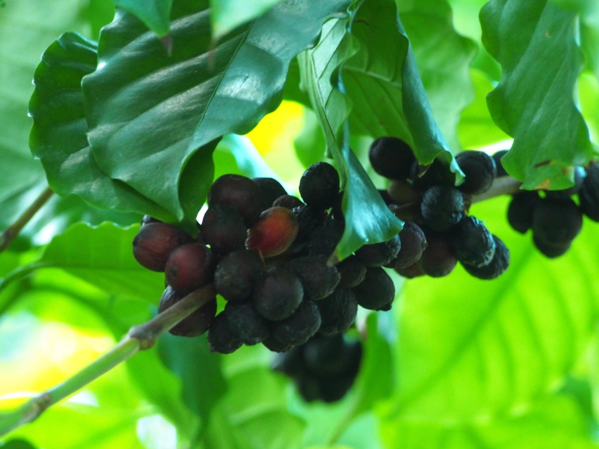 Photo éditoriale cacao/café — Wikimedia Commons