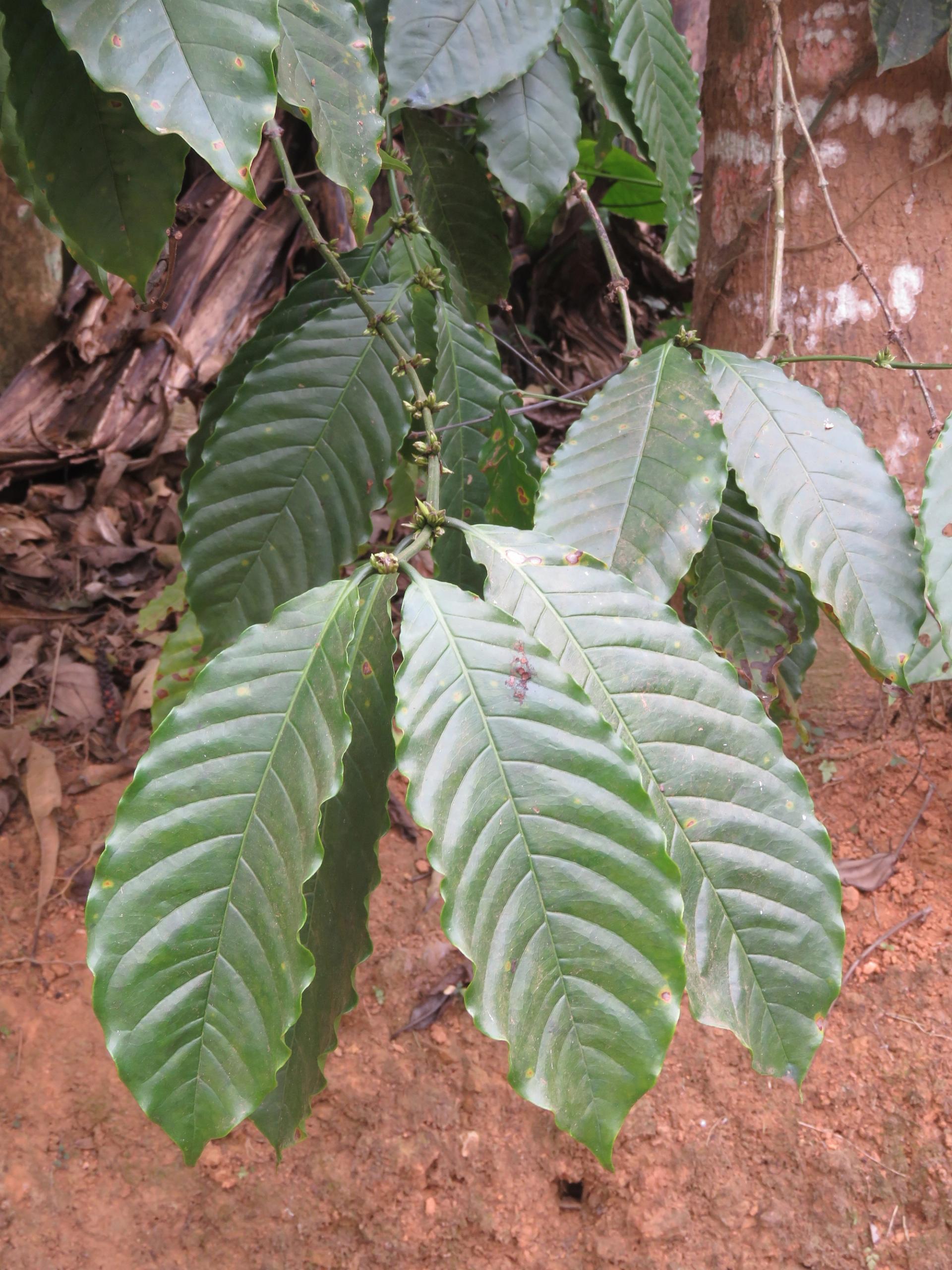 Photo éditoriale cacao/café — Wikimedia Commons