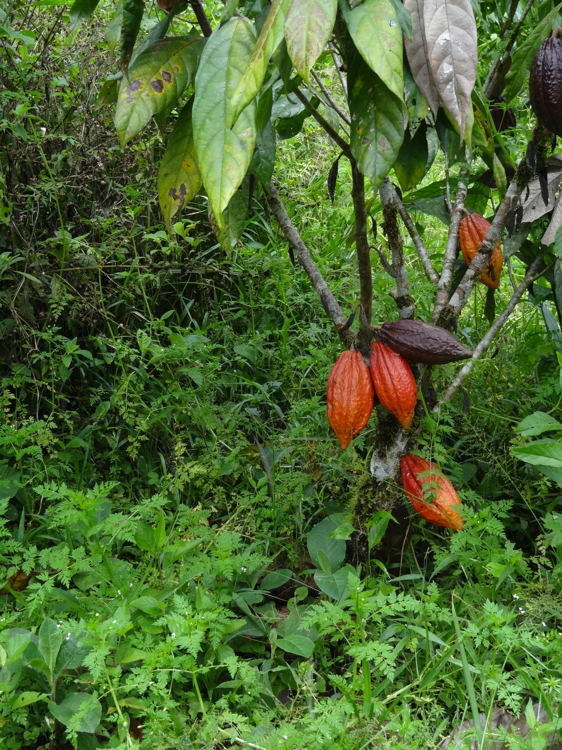 Photo éditoriale cacao/café — Wikimedia Commons