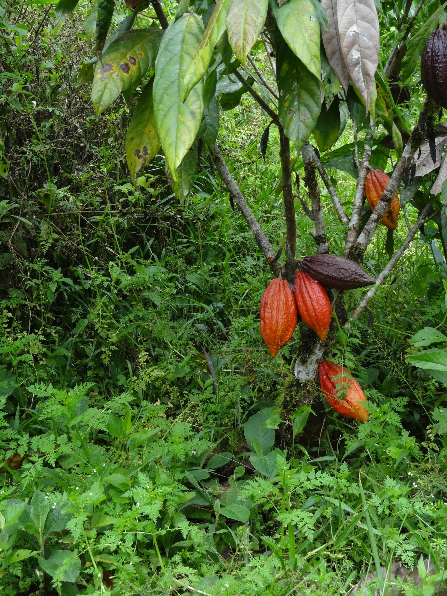 Photo éditoriale cacao/café — Wikimedia Commons