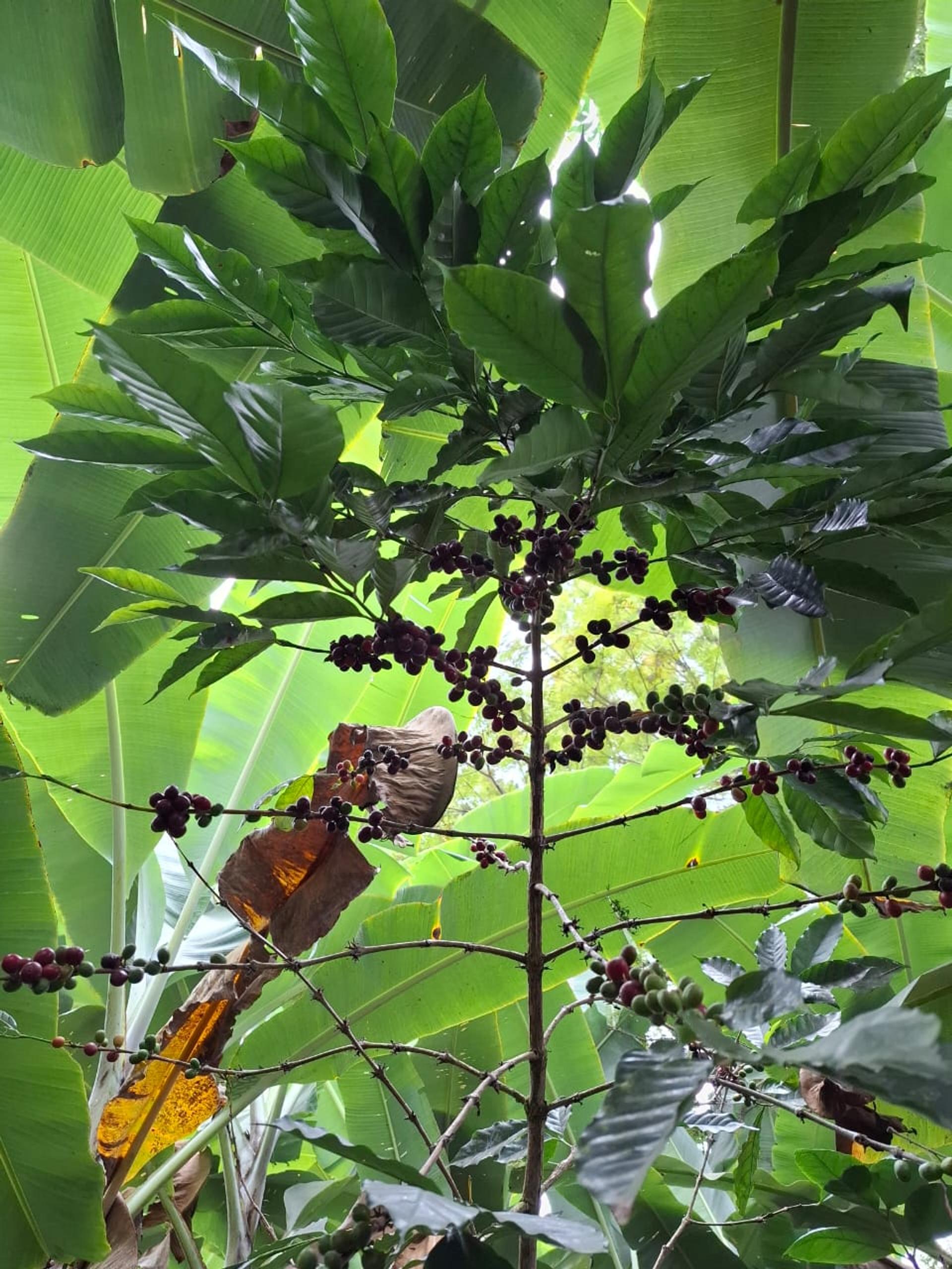 Photo éditoriale cacao/café — Wikimedia Commons