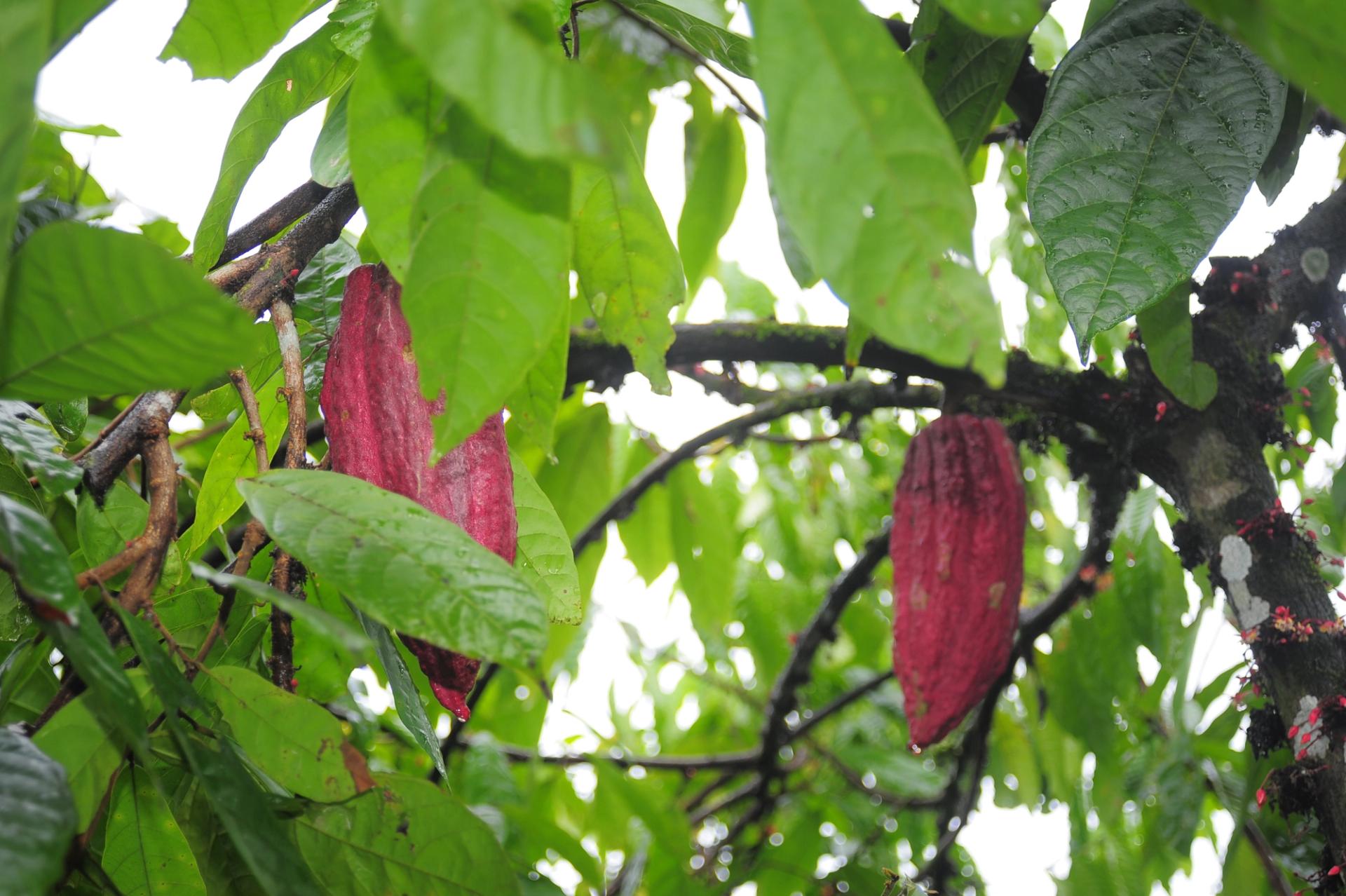 Photo éditoriale cacao/café — Wikimedia Commons