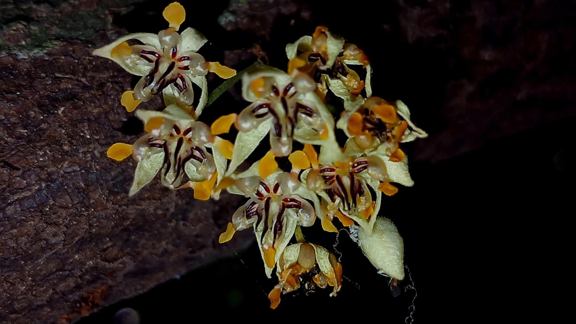 Photo éditoriale cacao/café — Wikimedia Commons