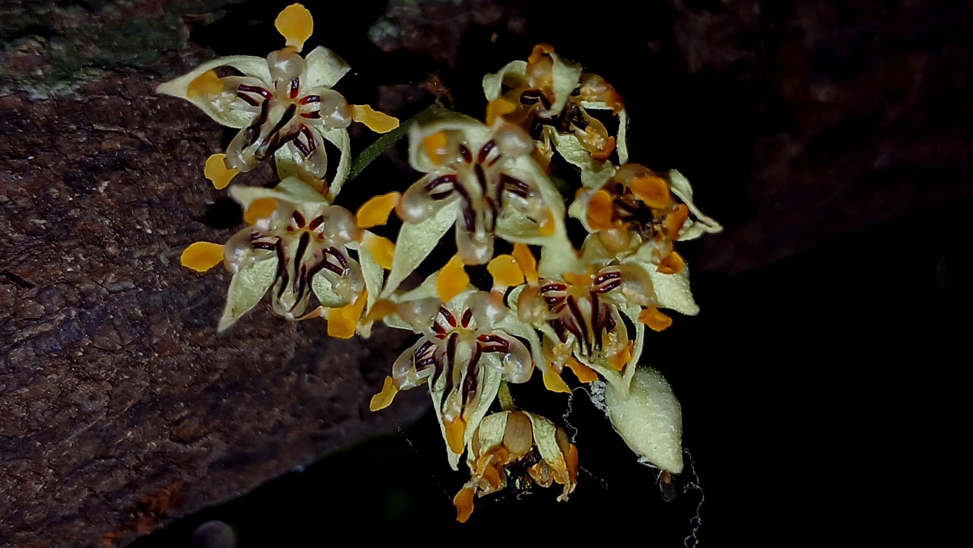 Photo éditoriale cacao/café — Wikimedia Commons