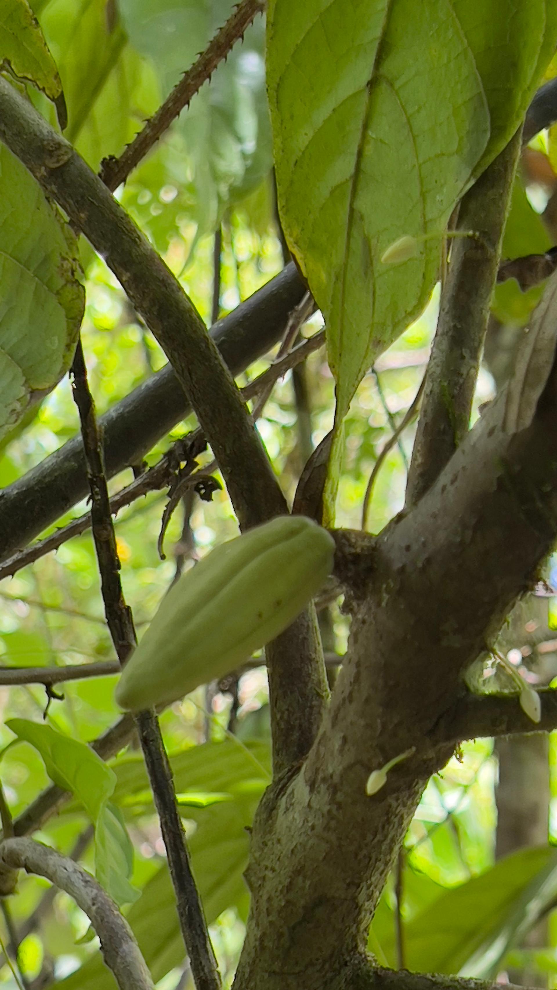 Photo éditoriale cacao/café — Wikimedia Commons