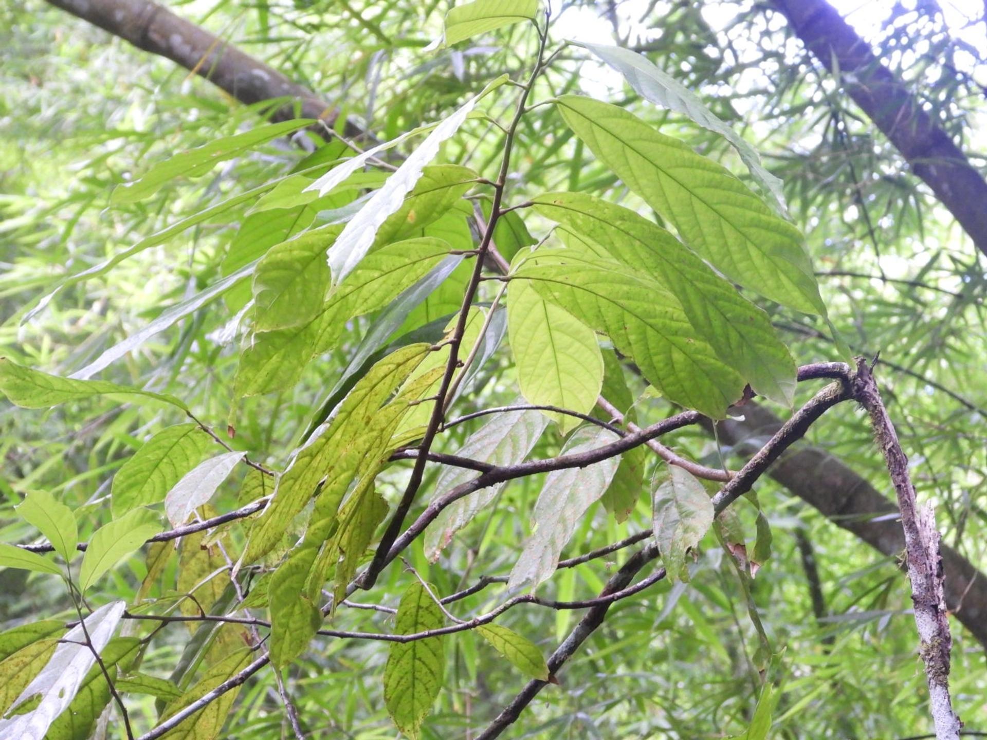 Photo éditoriale cacao/café — Wikimedia Commons