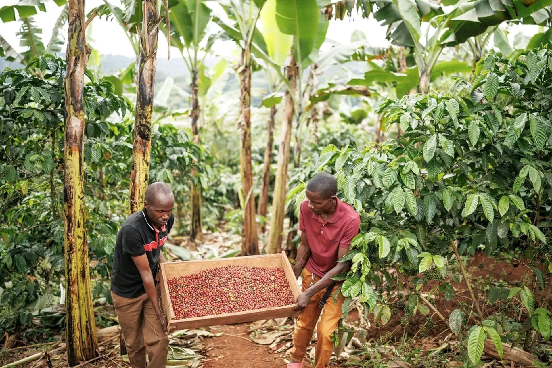 Photo éditoriale cacao/café — Wikimedia Commons