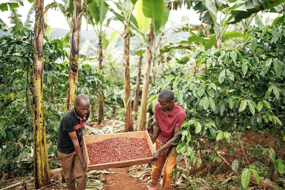 Photo éditoriale cacao/café — Wikimedia Commons