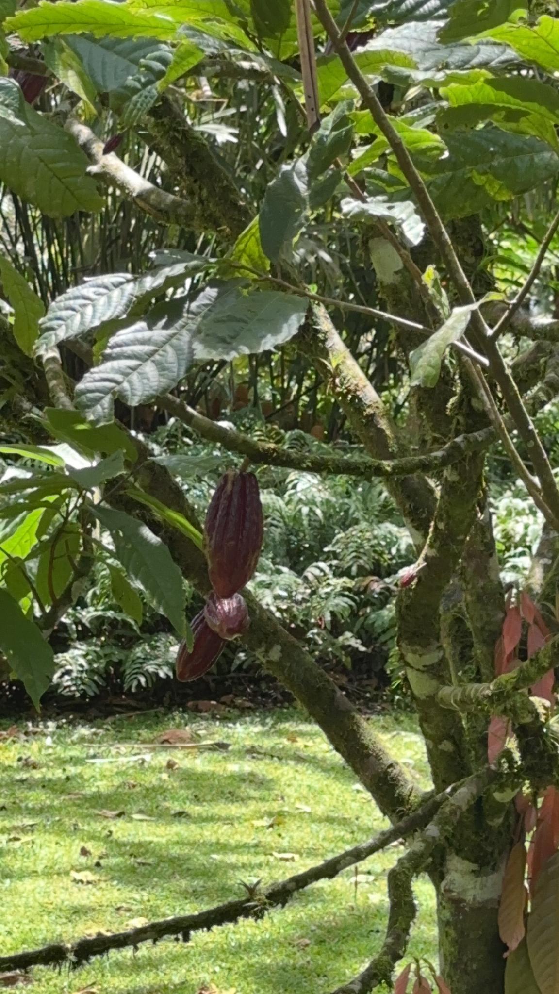 Photo éditoriale cacao/café — Wikimedia Commons