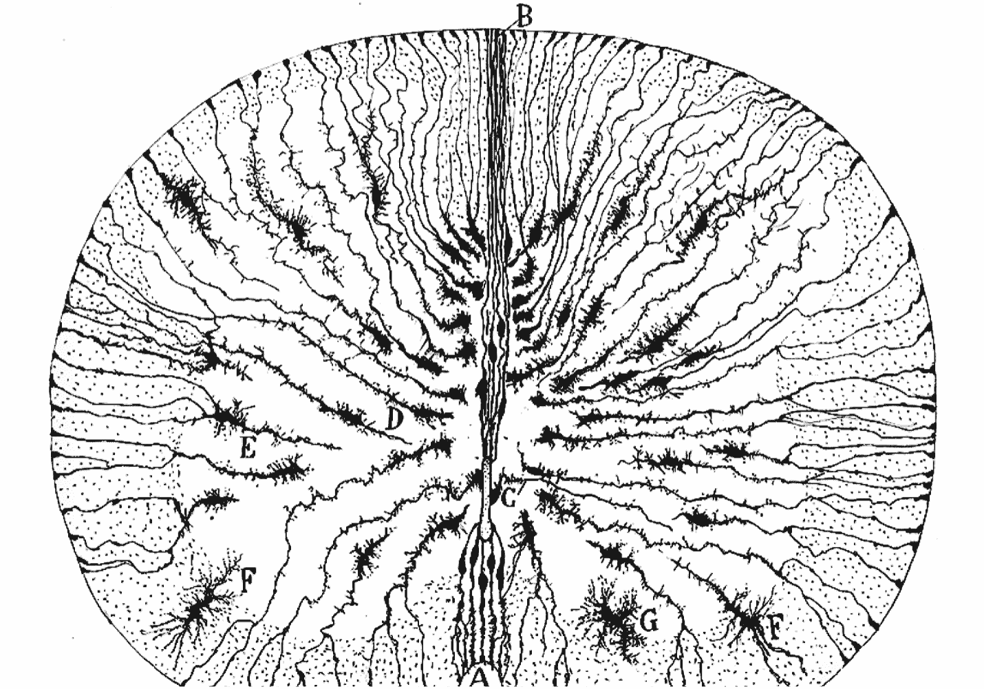 A black and white illustration of a brain