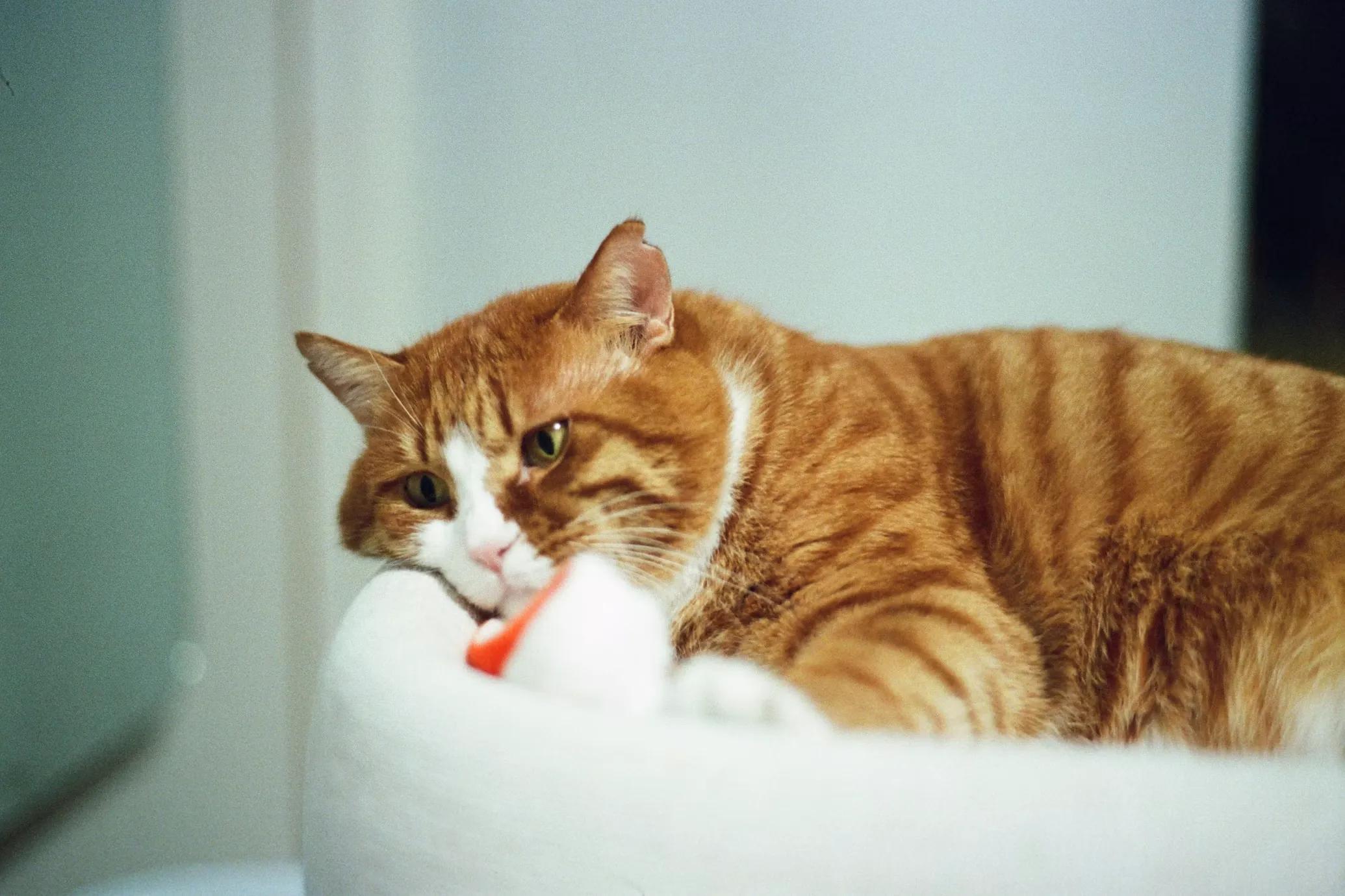 A veterinarian gently examining a cat's mouth and teeth during a dental check