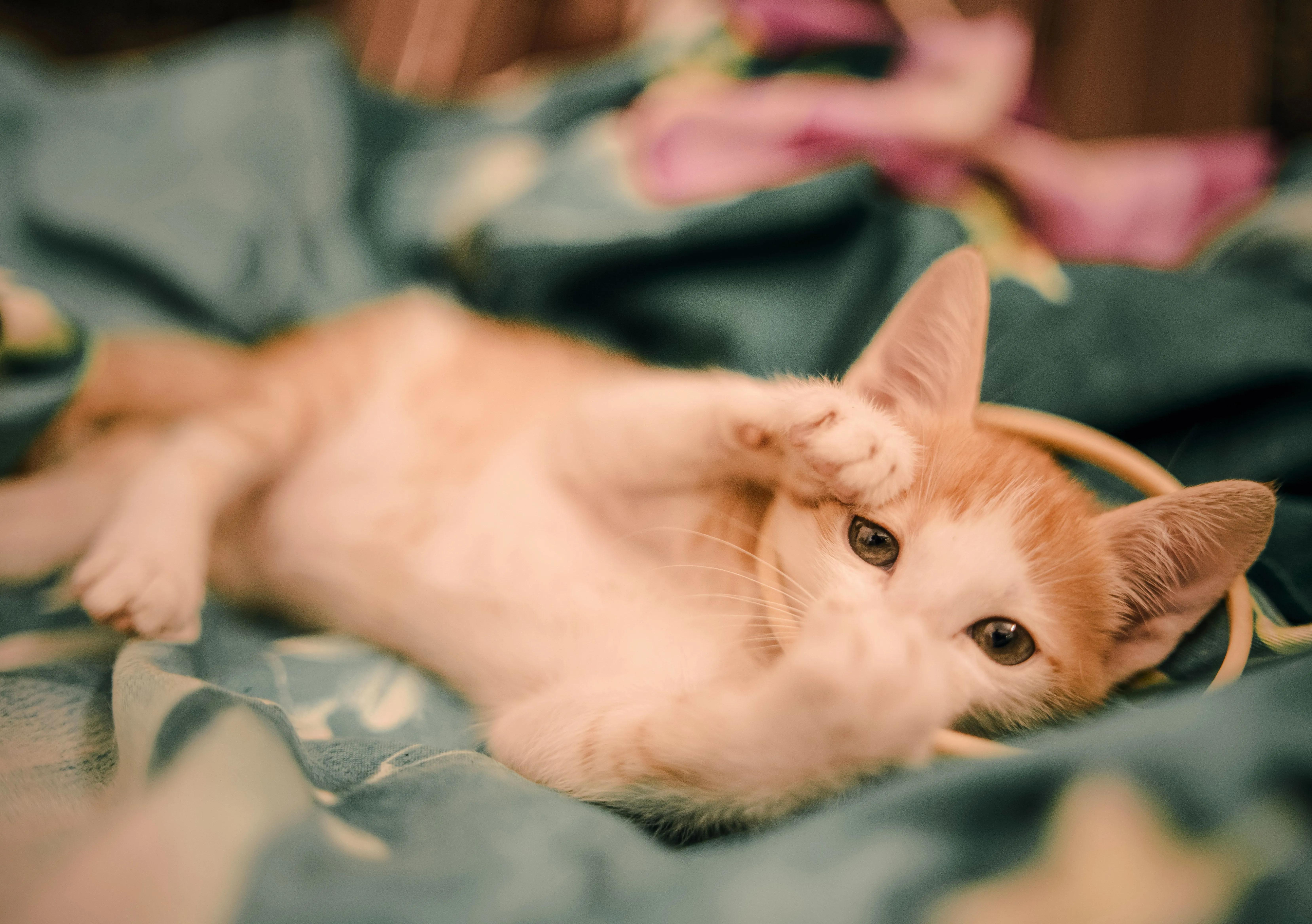 Why Is My Cat Walking Wobbly? A Vet's Diagnostic Path