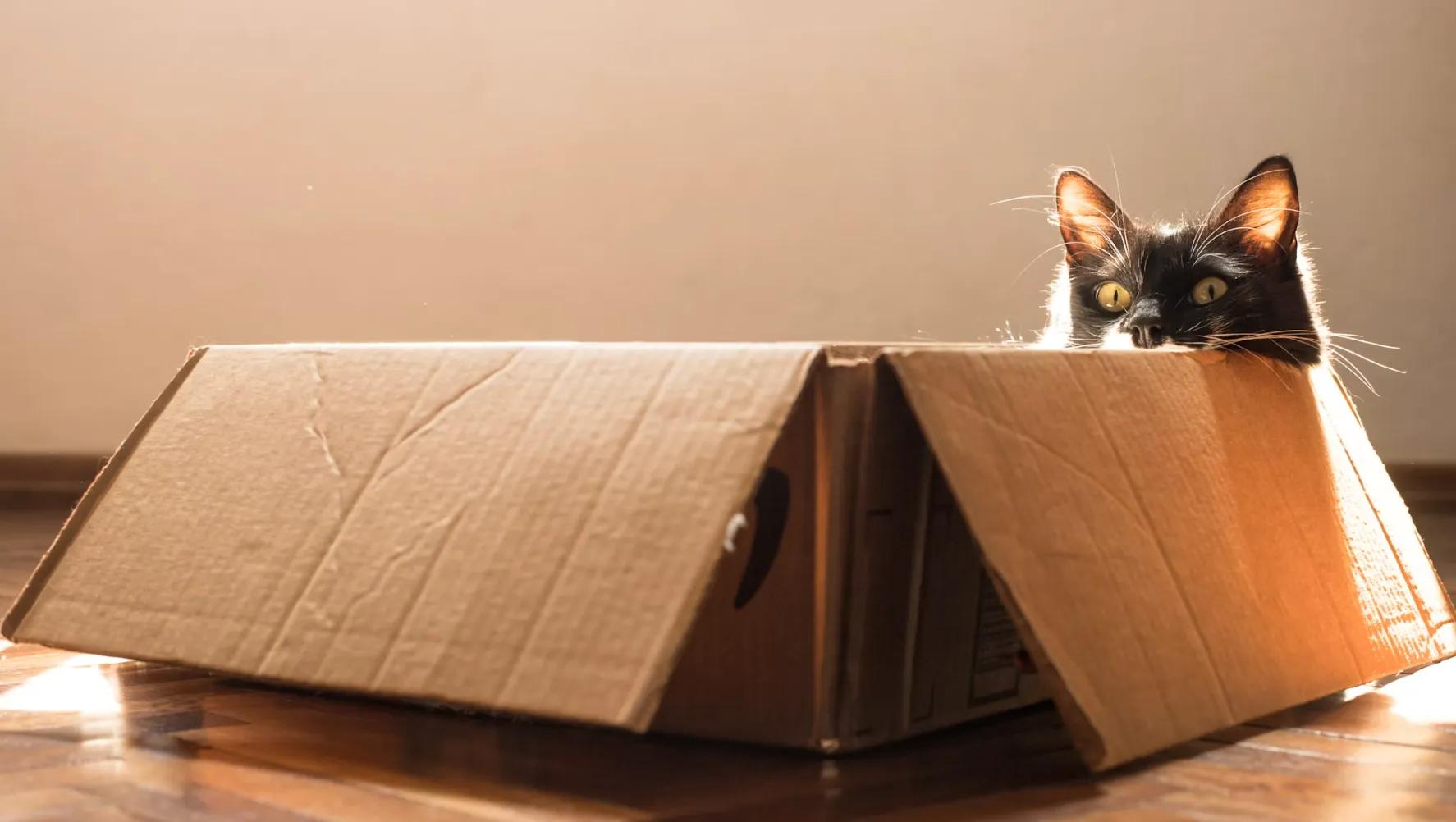 Your Cat Doesn't Need More Stuff