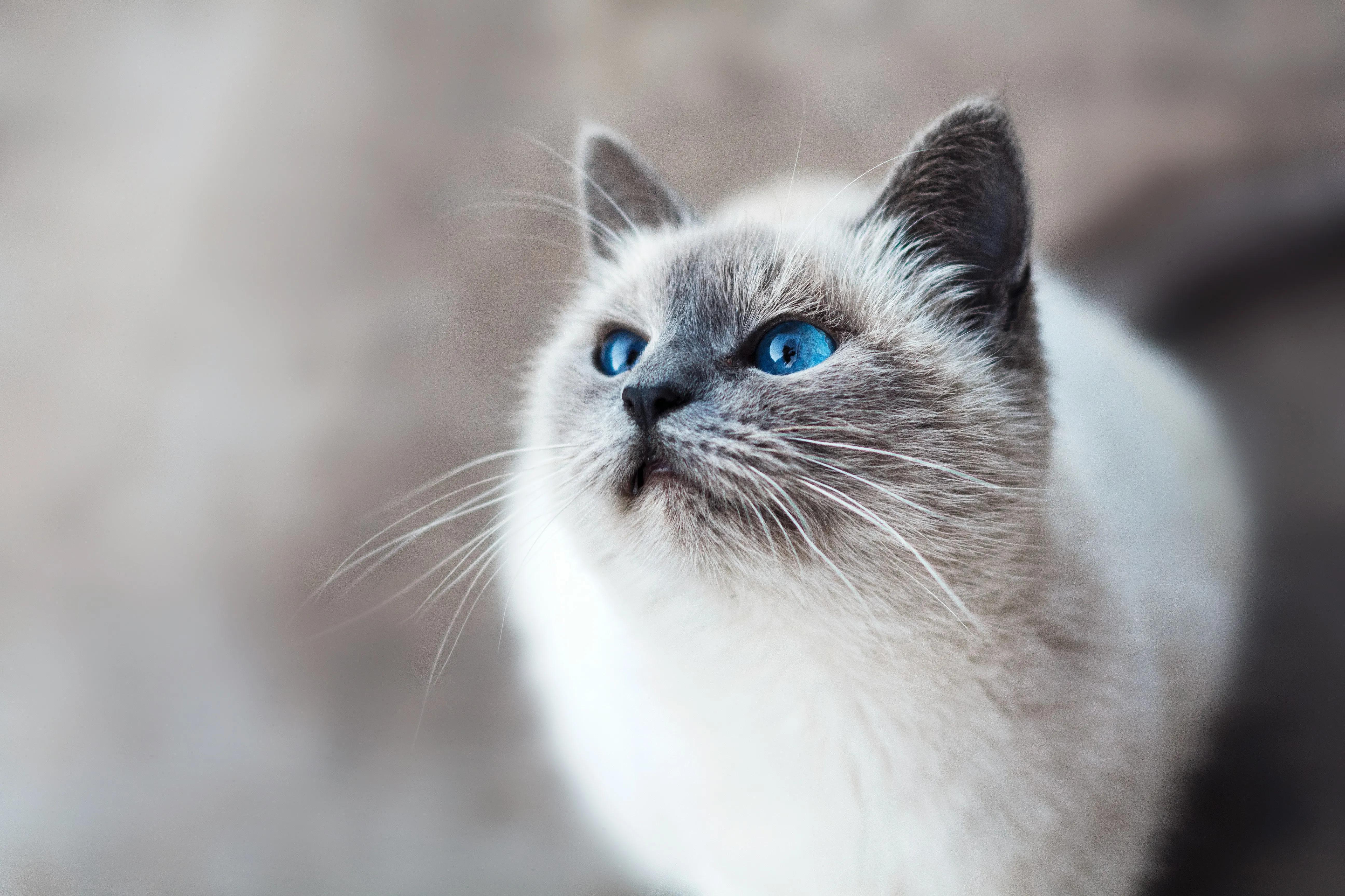 5 Mistakes First-Time Cat Owners Make (and What to Do Instead)