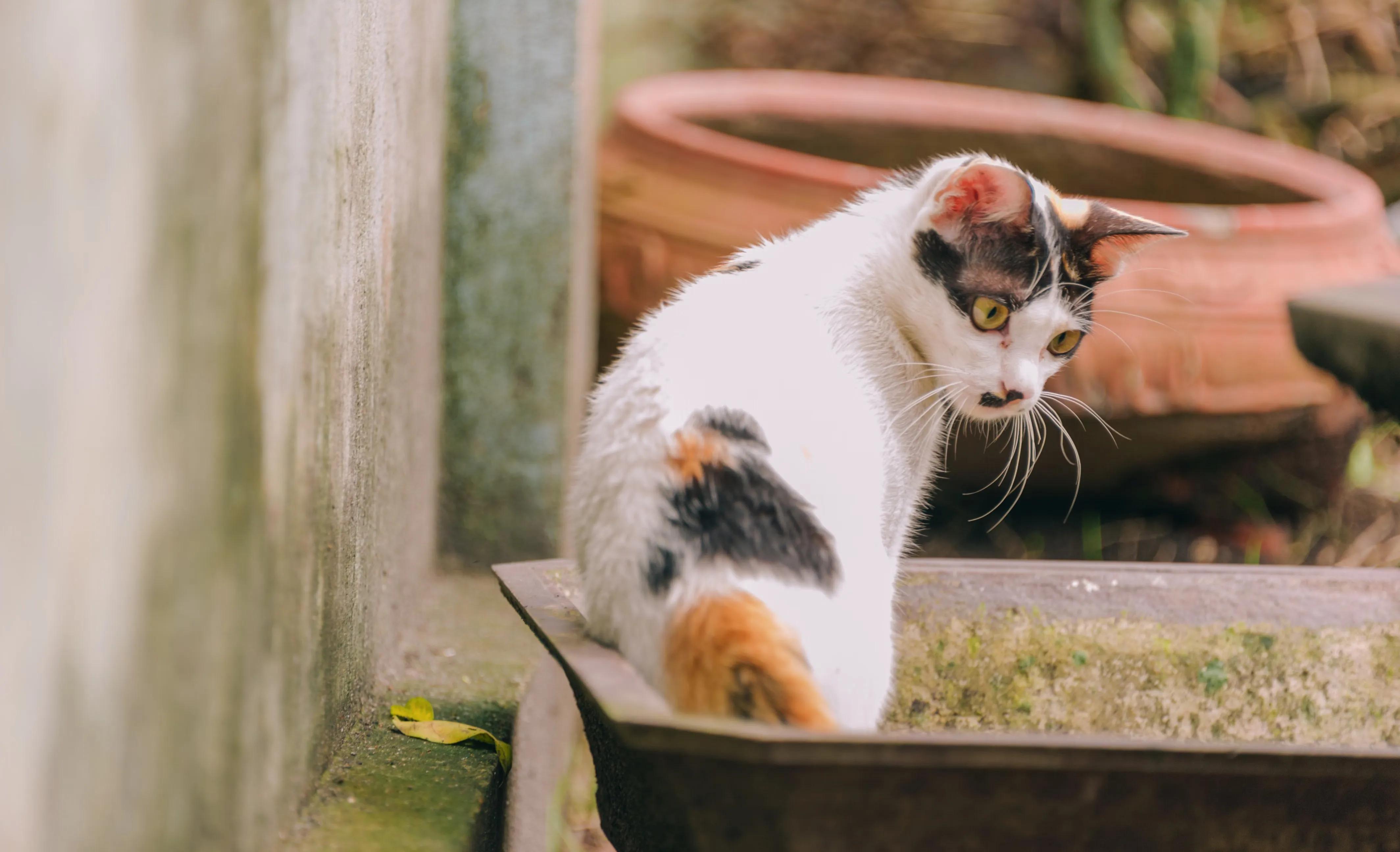 A cat calmly approaching a new automatic litter box placed next to a familiar standard box