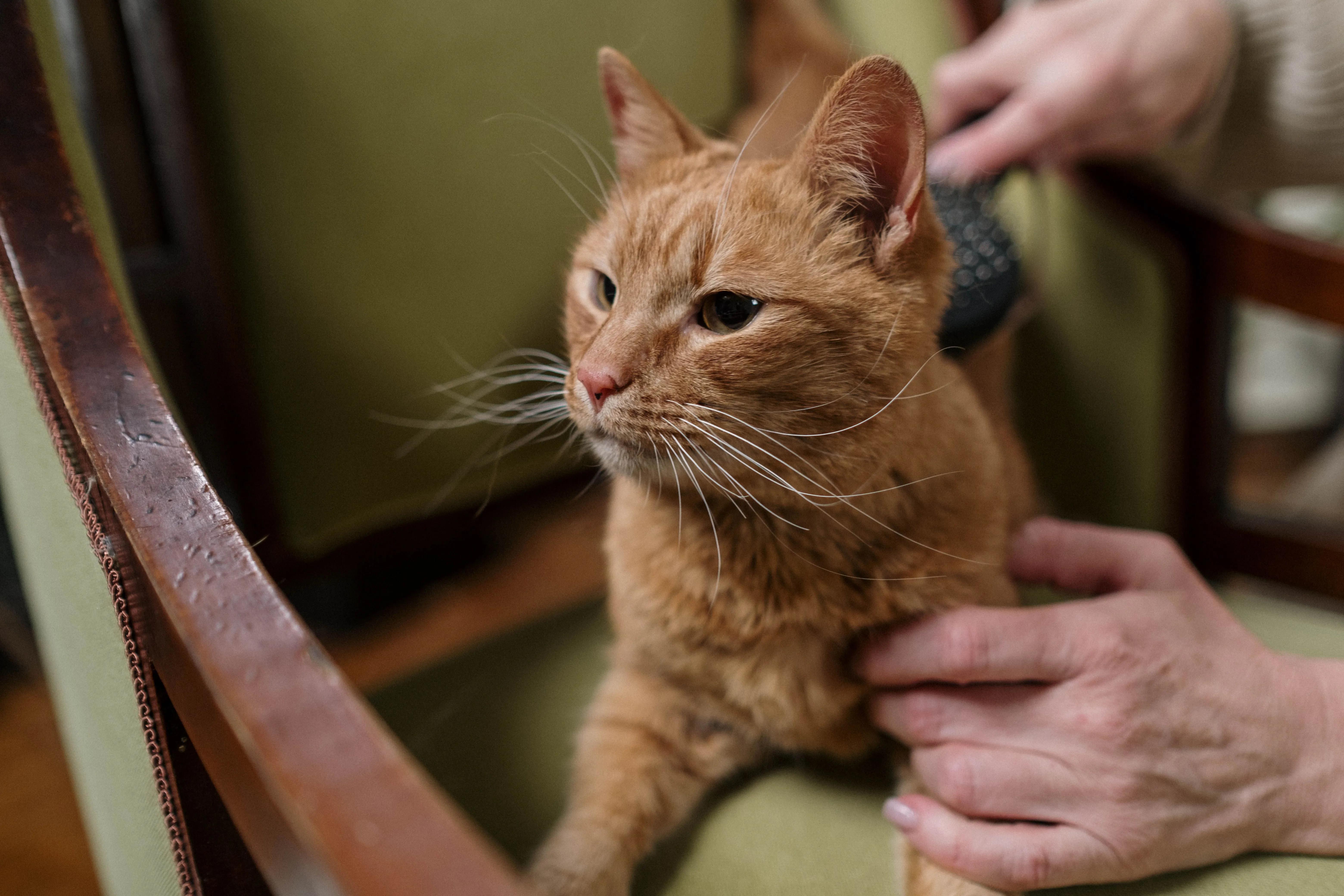 Your Cat Doesn't Need More Stuff