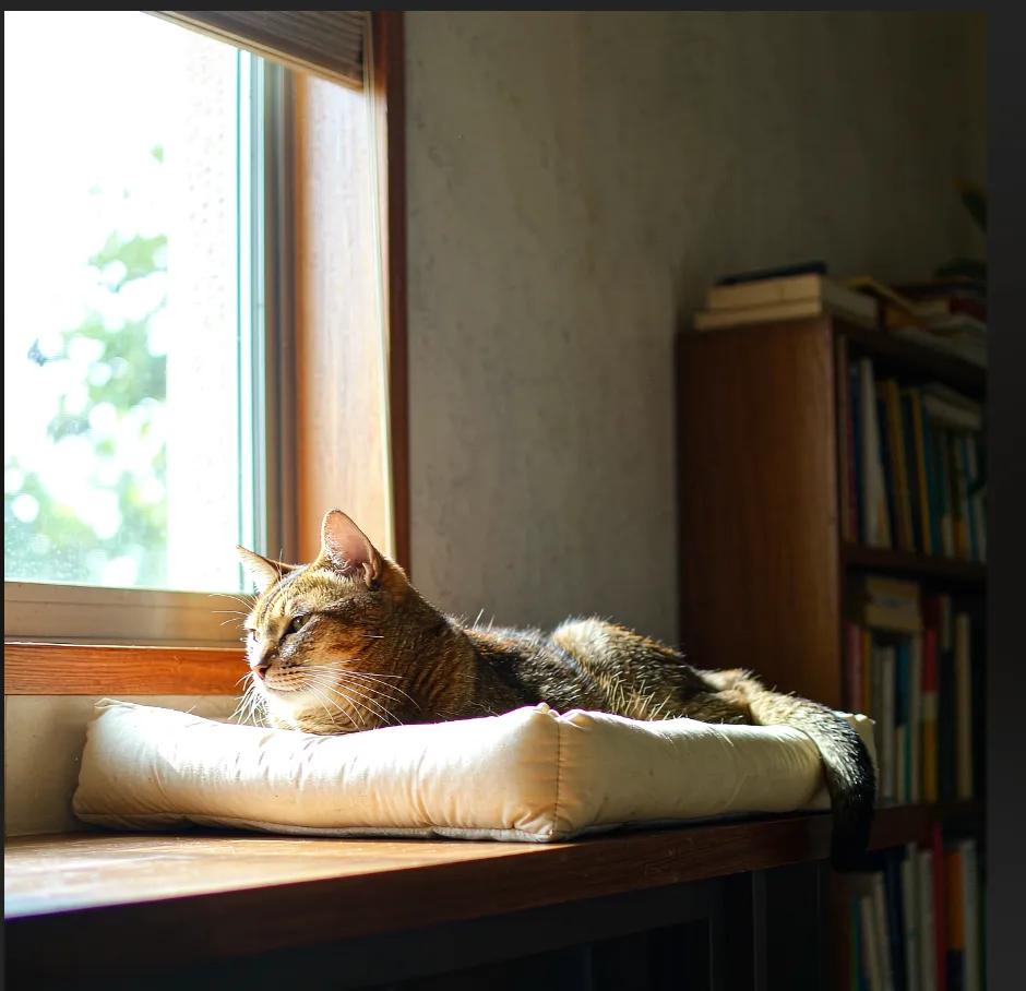 A cat lounging on a wall-mounted perch by a sunny window in a cozy living room