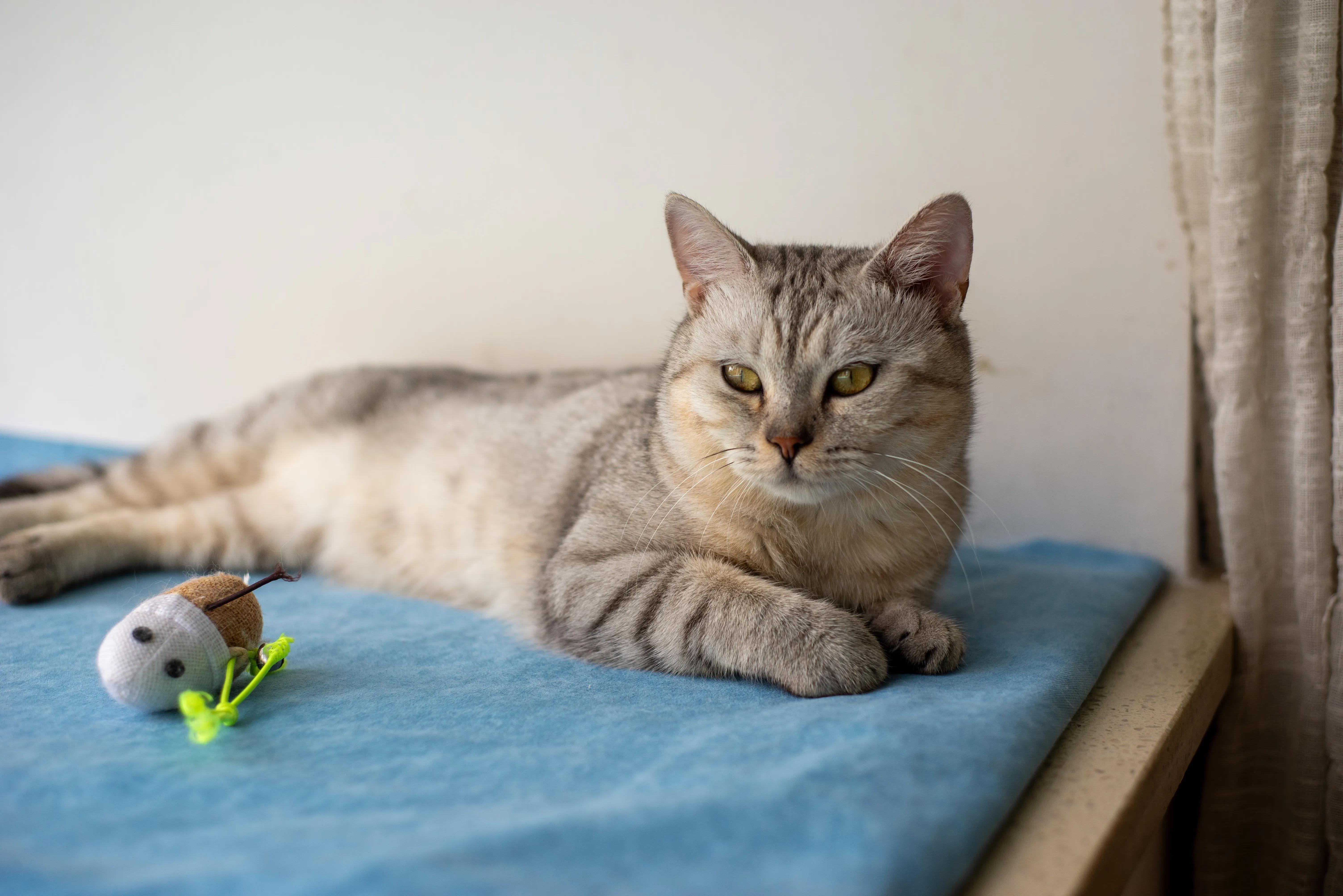 A cat curled up asleep on a warm heated pet bed