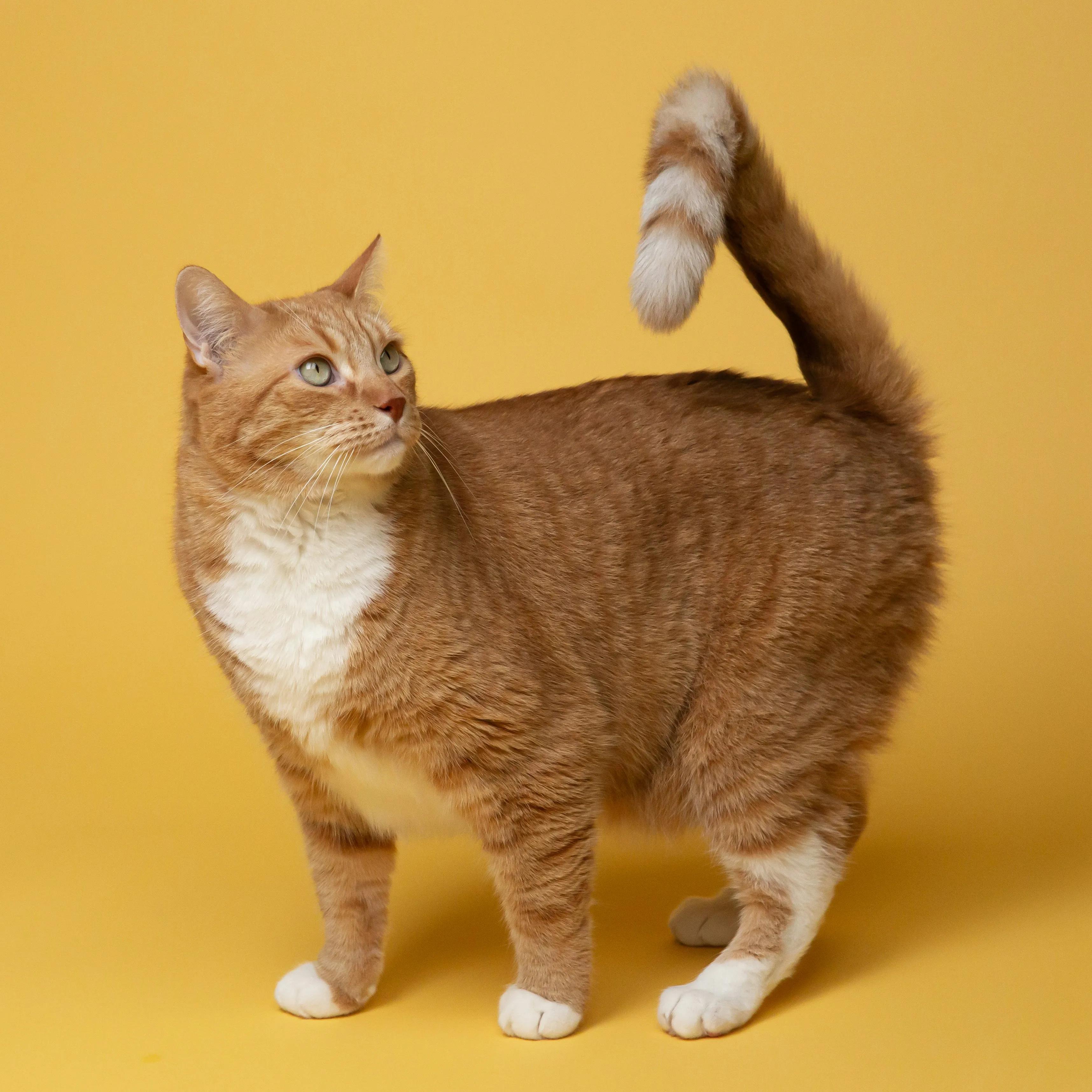 More Toys Won't Make Your Cat Happy: 5 Uncomfortable Truths About Indoor Cat Care
