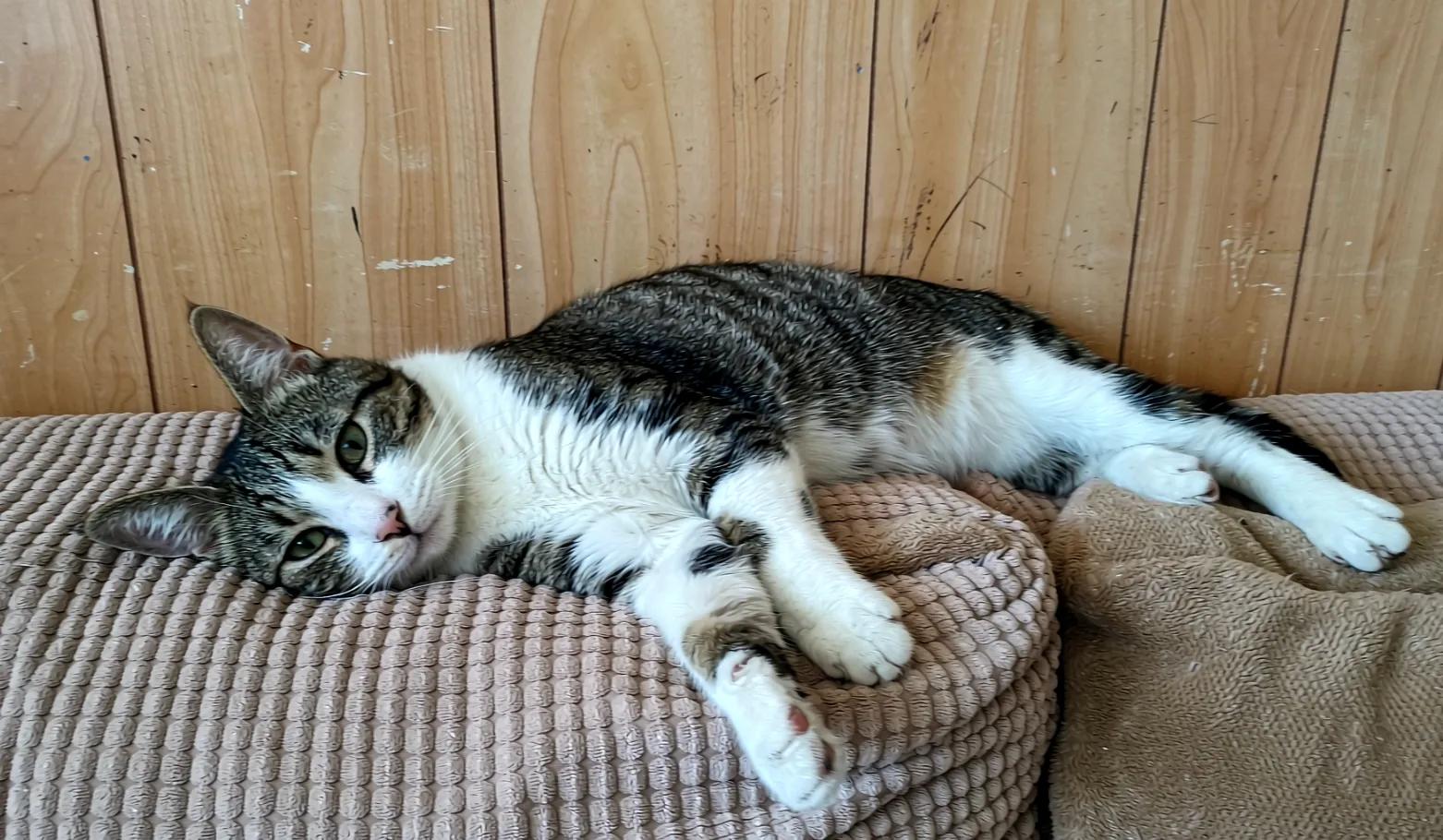 A cat stretching awake after a nap