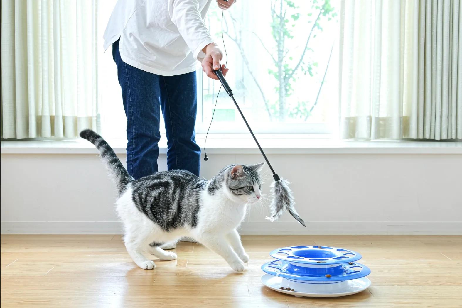 An owner playing with a cat using a wand toy, the cat pouncing on it, a food puzzle visible nearby