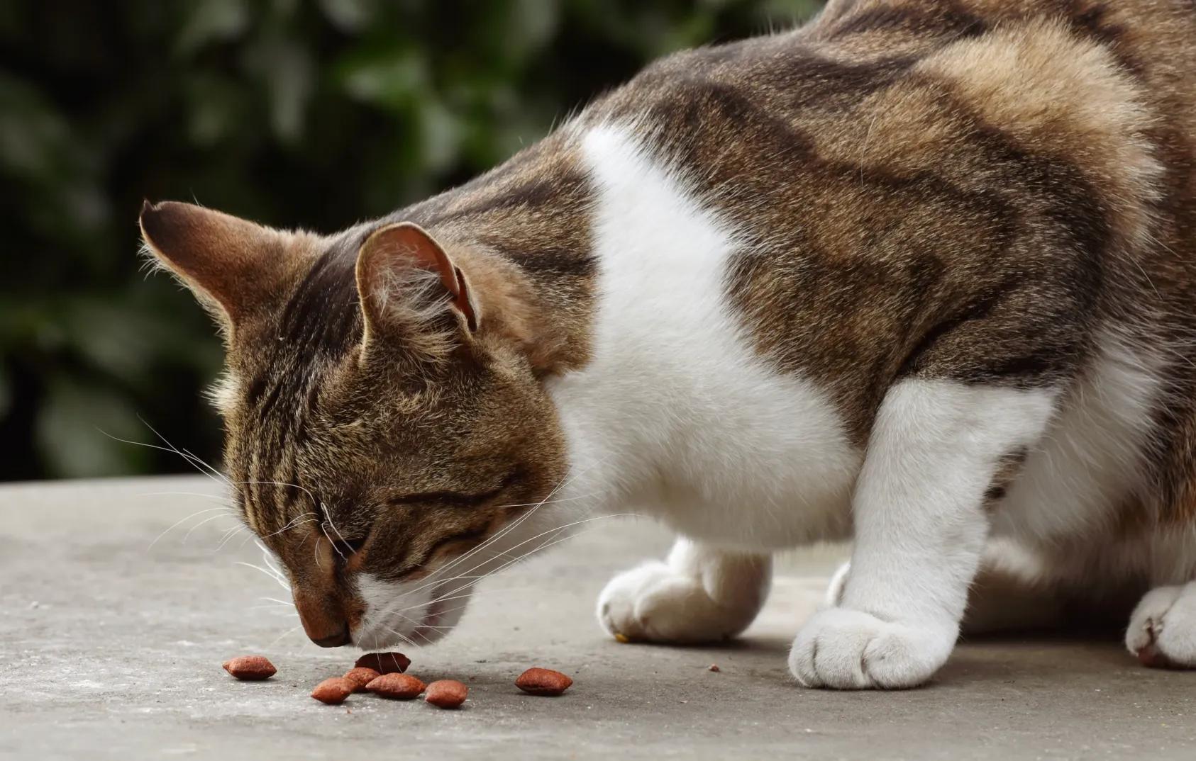 A cat sniffing dry kibble beside an airtight food storage container