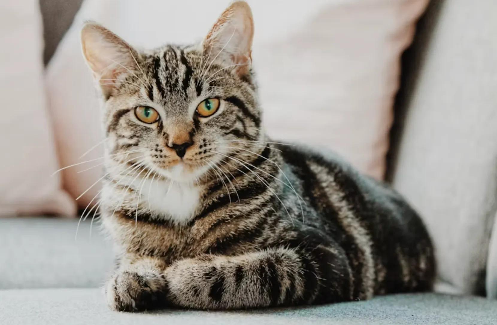 Why Punishment Doesn't Work on Cats (and What to Do Instead)