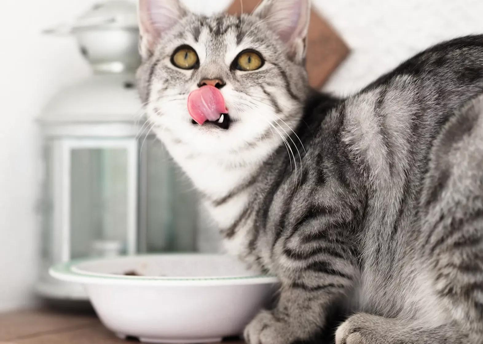 A contented cat eating from a clean bowl in a bright, tidy kitchen