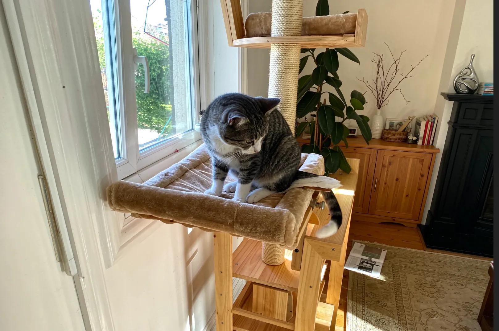 A cat sitting on a high cat tree shelf looking down at the room