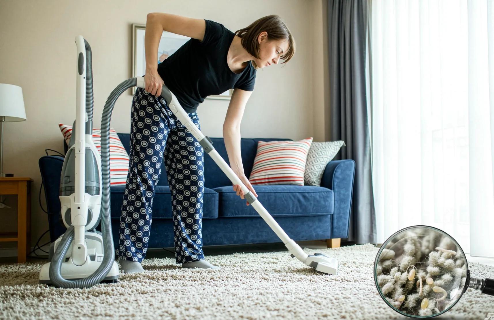A person vacuuming a living room carpet and sofa to remove flea eggs and larvae