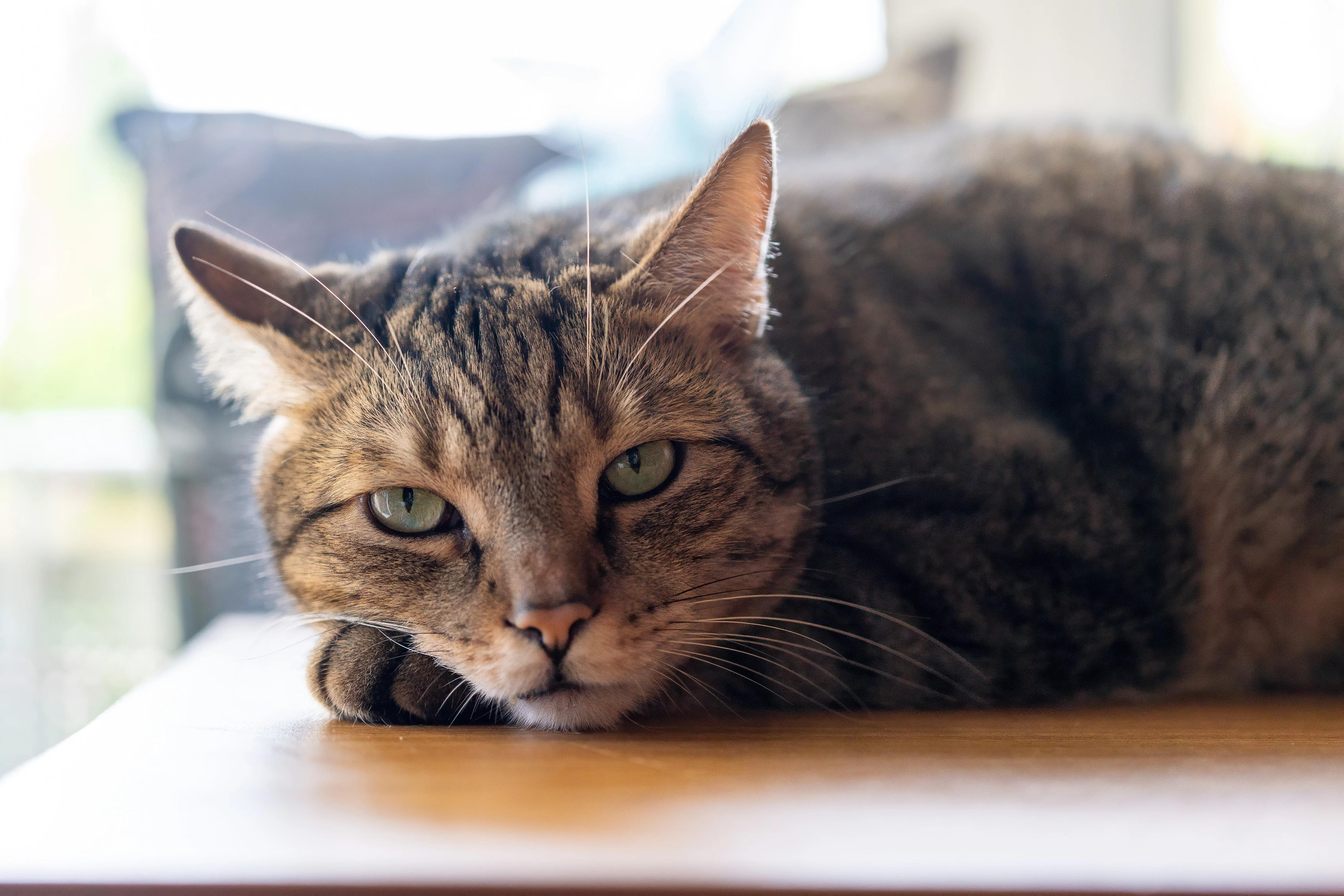 An older cat resting on a soft cushioned bed